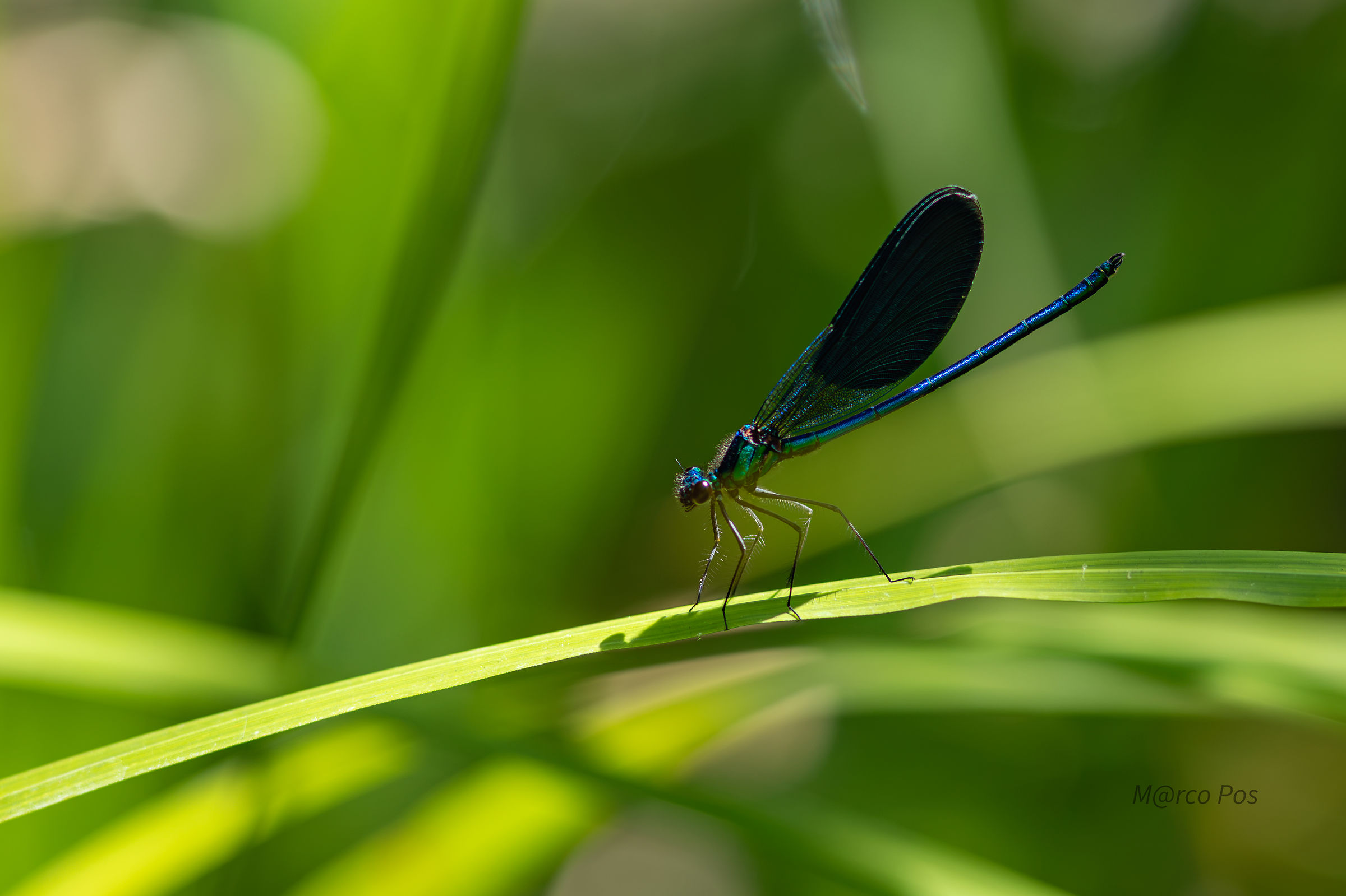 Dragonfly