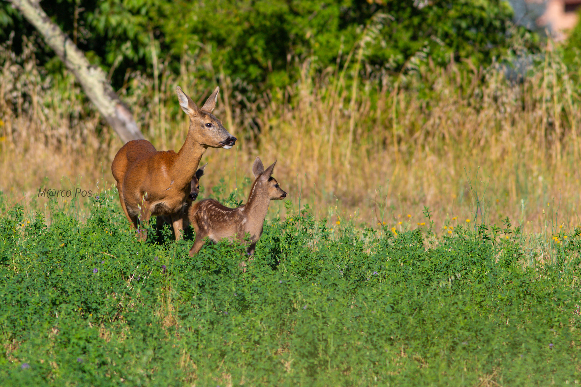 Unexpected encounter