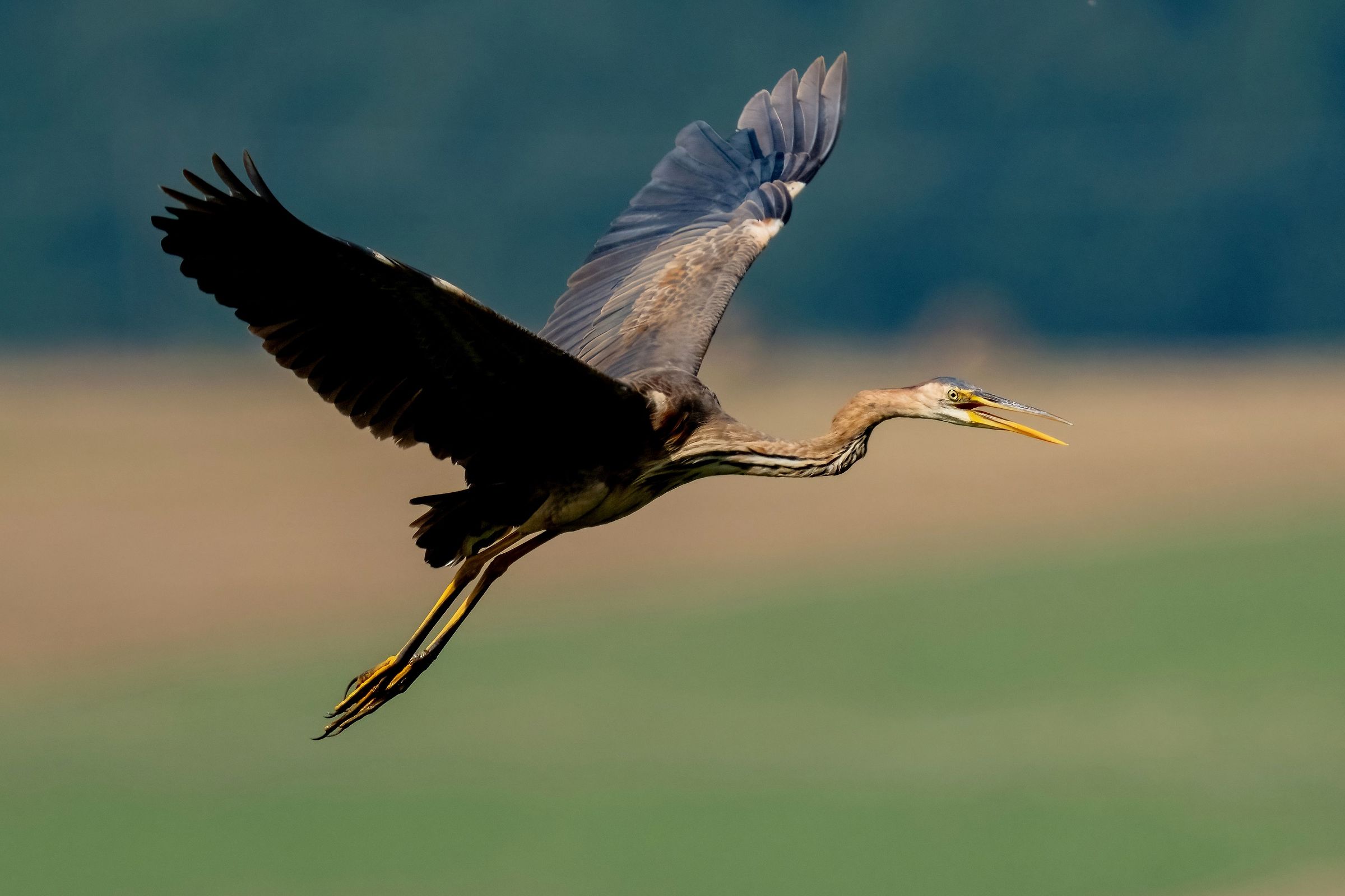 Airone rosso (Ardea purpurea)