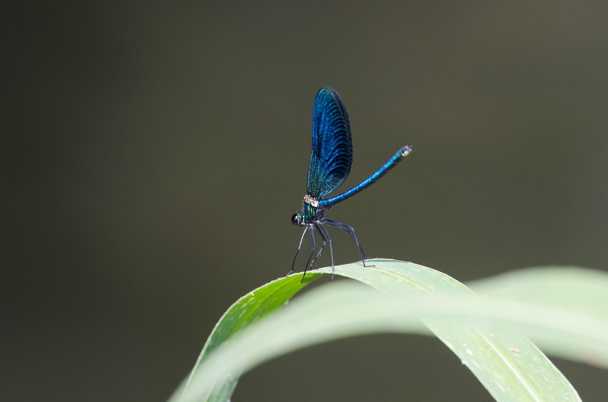 Libellula blu