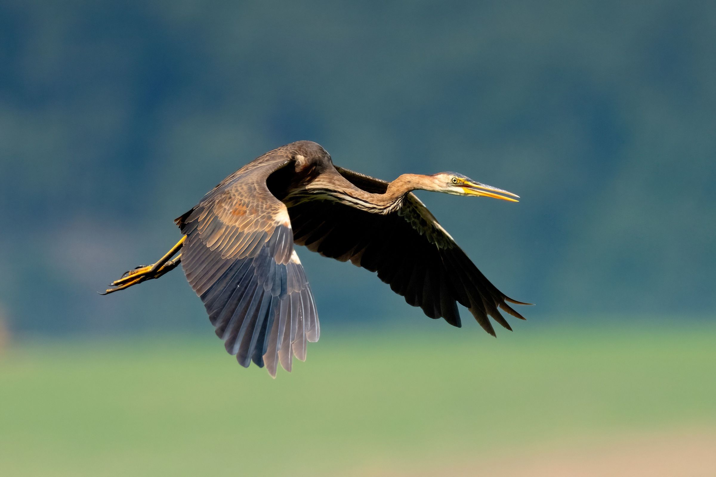 Airone rosso (Ardea purpurea)