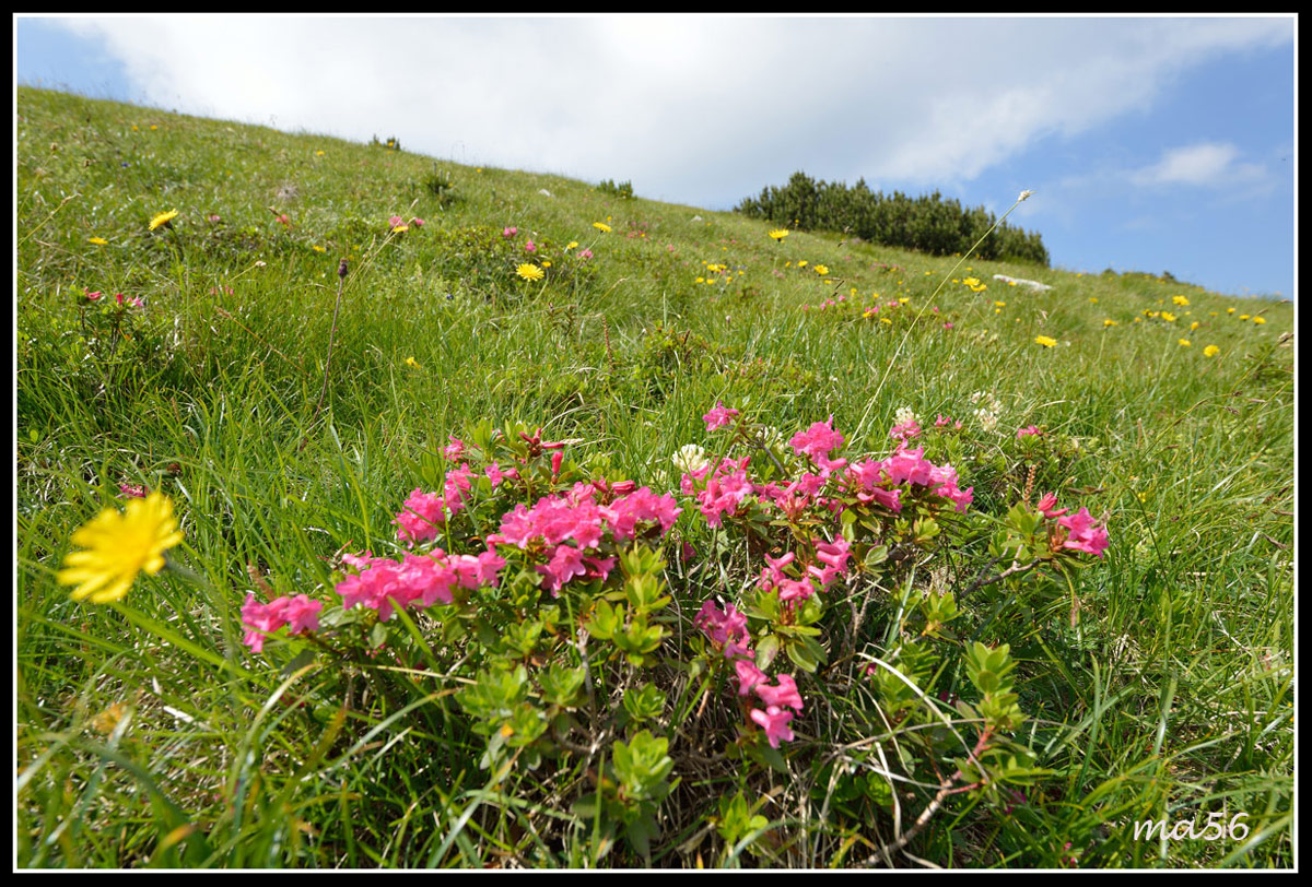 Rododendri al Rifugio Chierego