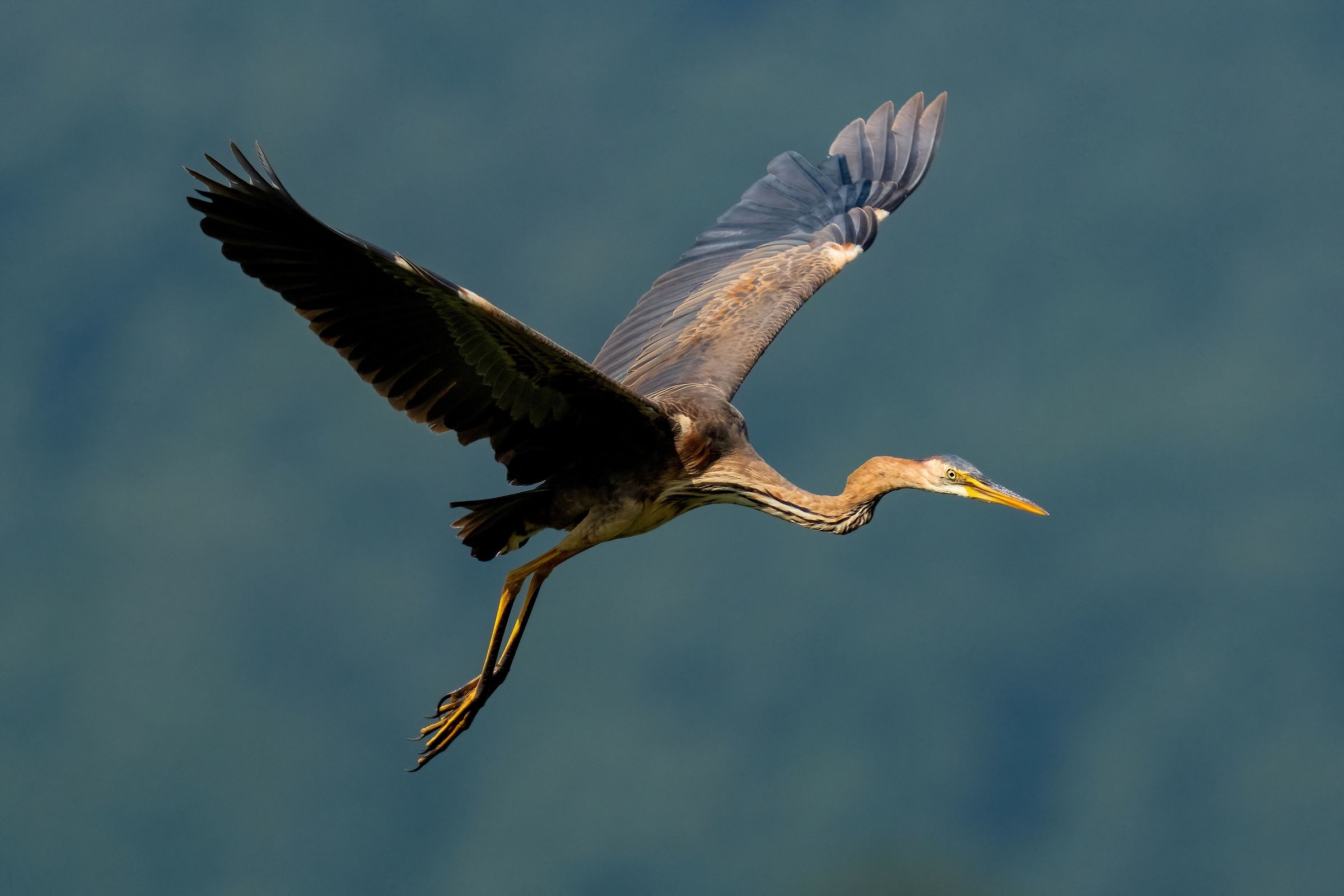 Airone rosso (Ardea purpurea)