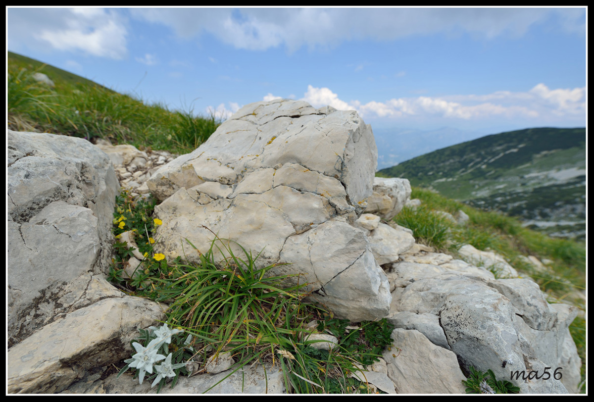 Stelle Alpine al Rifugio Chierego