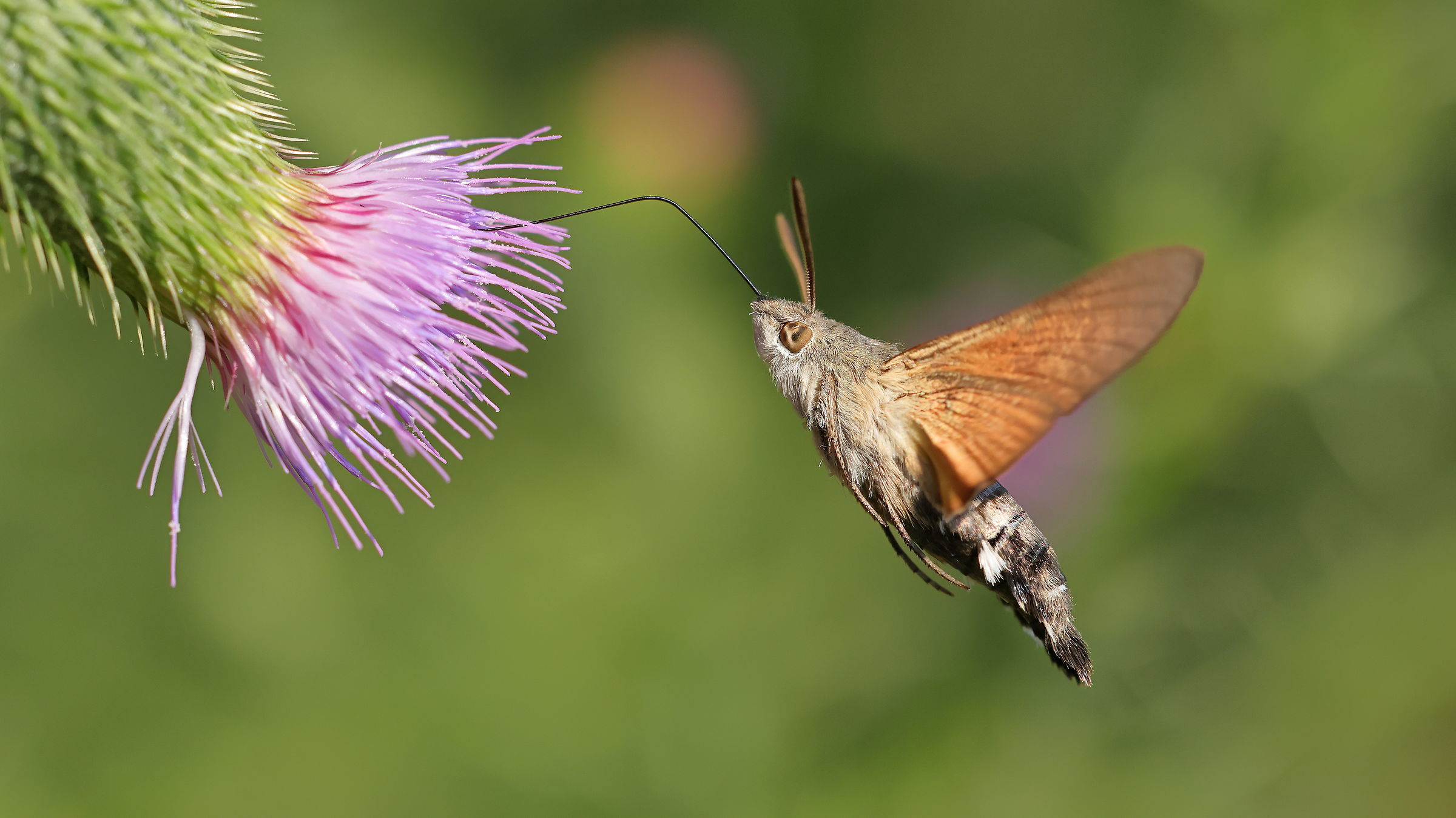 Galium Sphinx