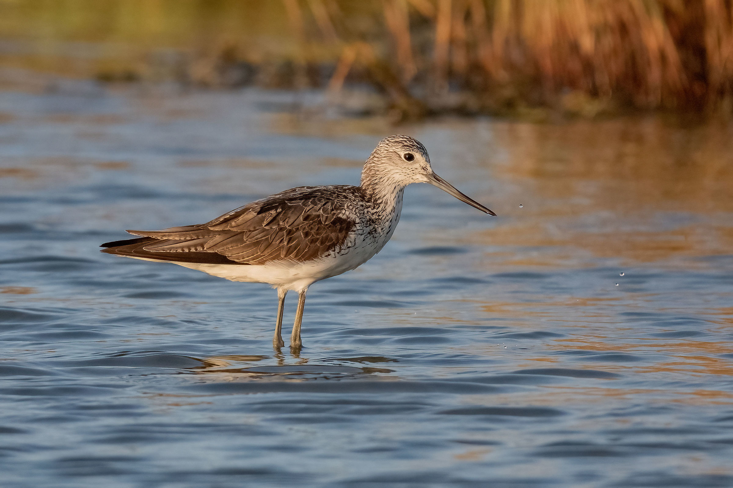 Pantana (Tringa nebularia)
