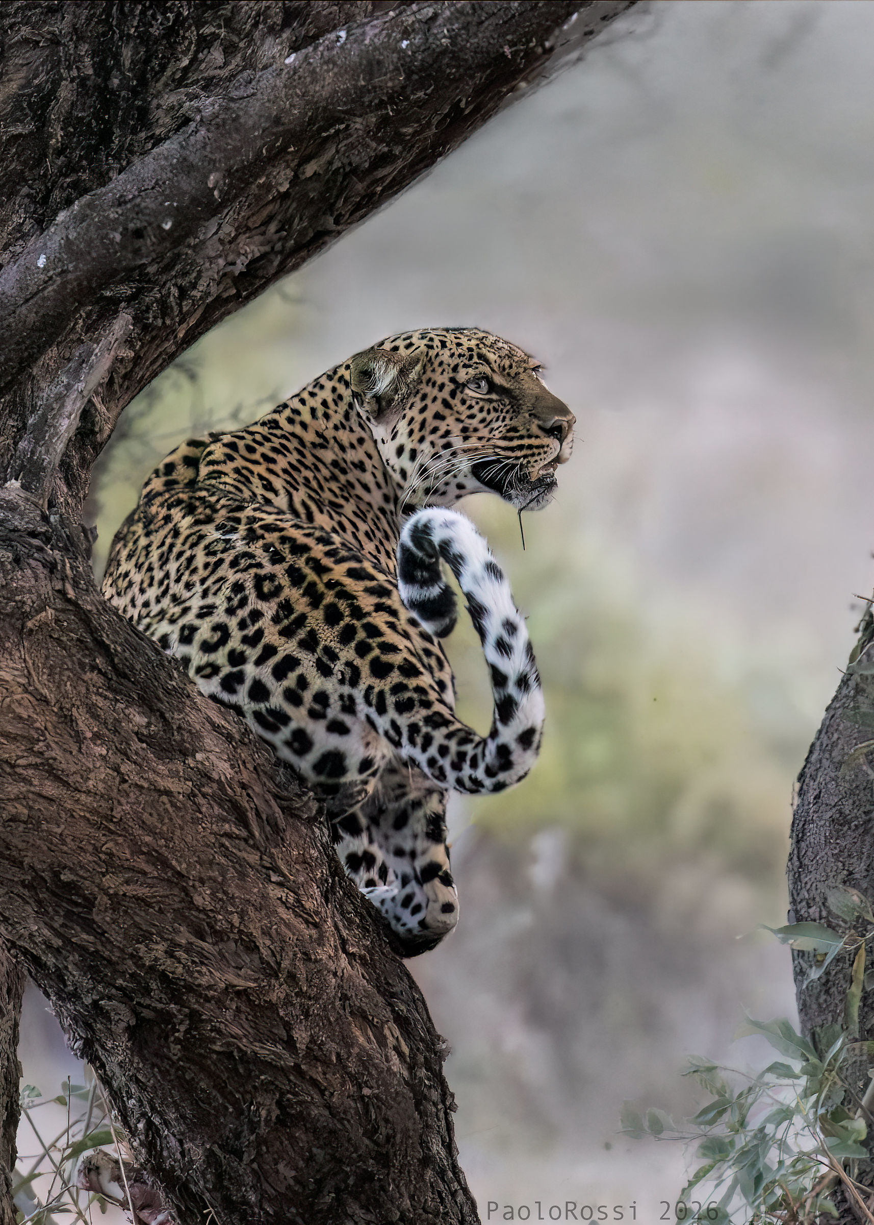 Leopardo...