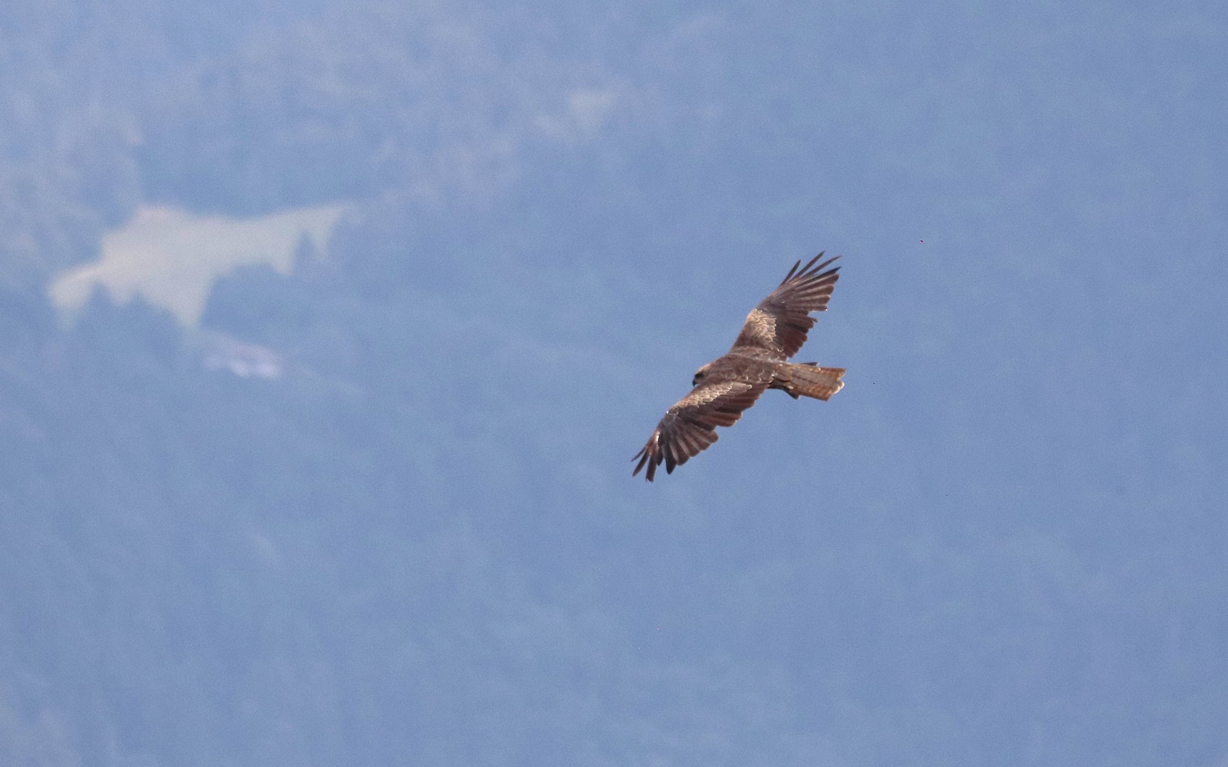 Volare