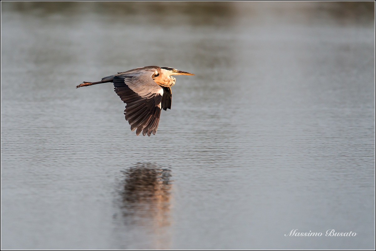 airone cenerino in volo