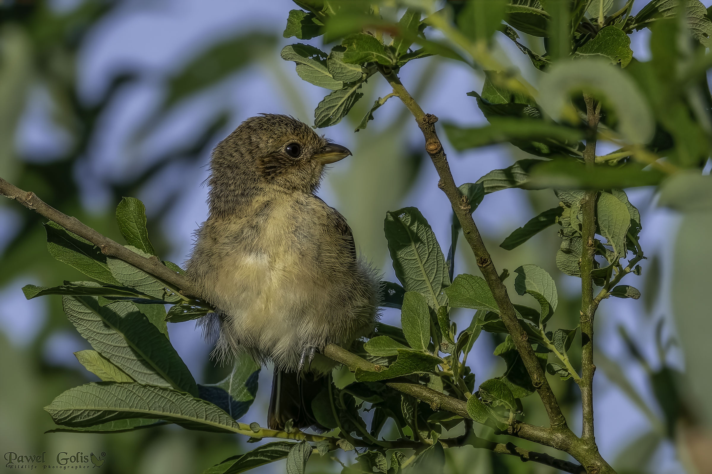 red-backed shrike (Lanius collurio)