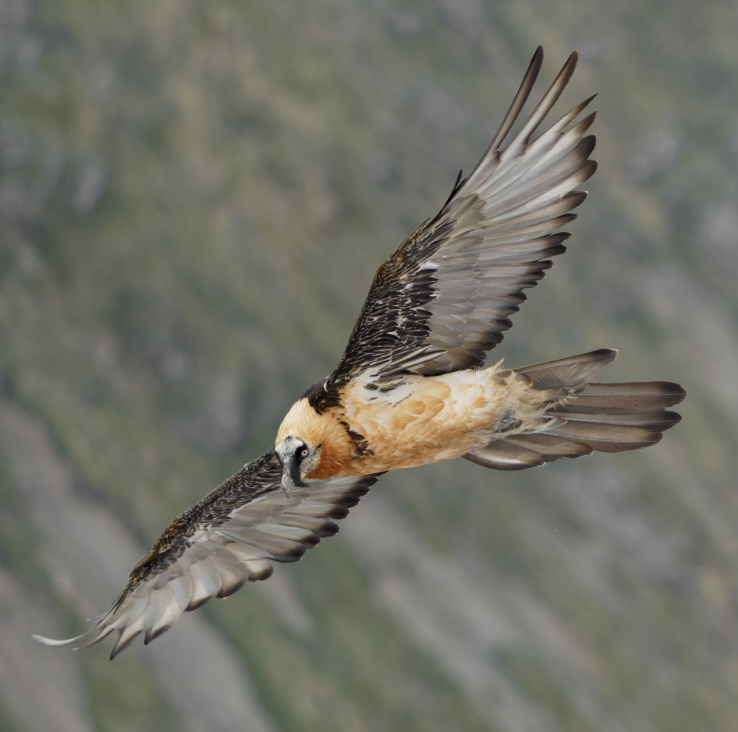 Bearded Vulture