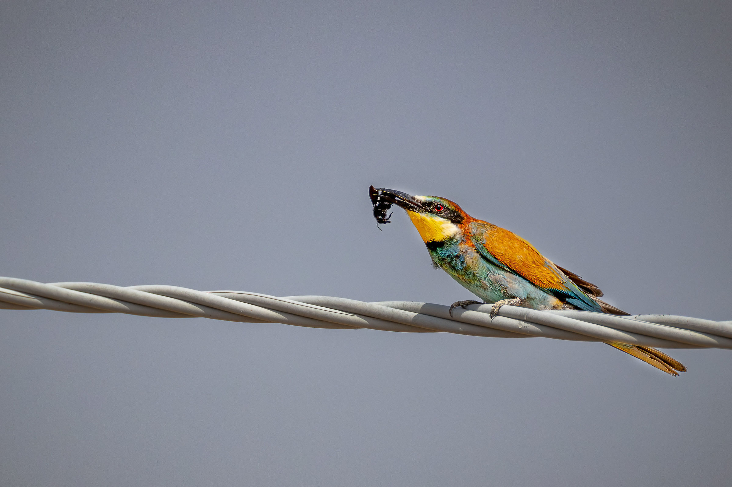 Bee-eater with prey