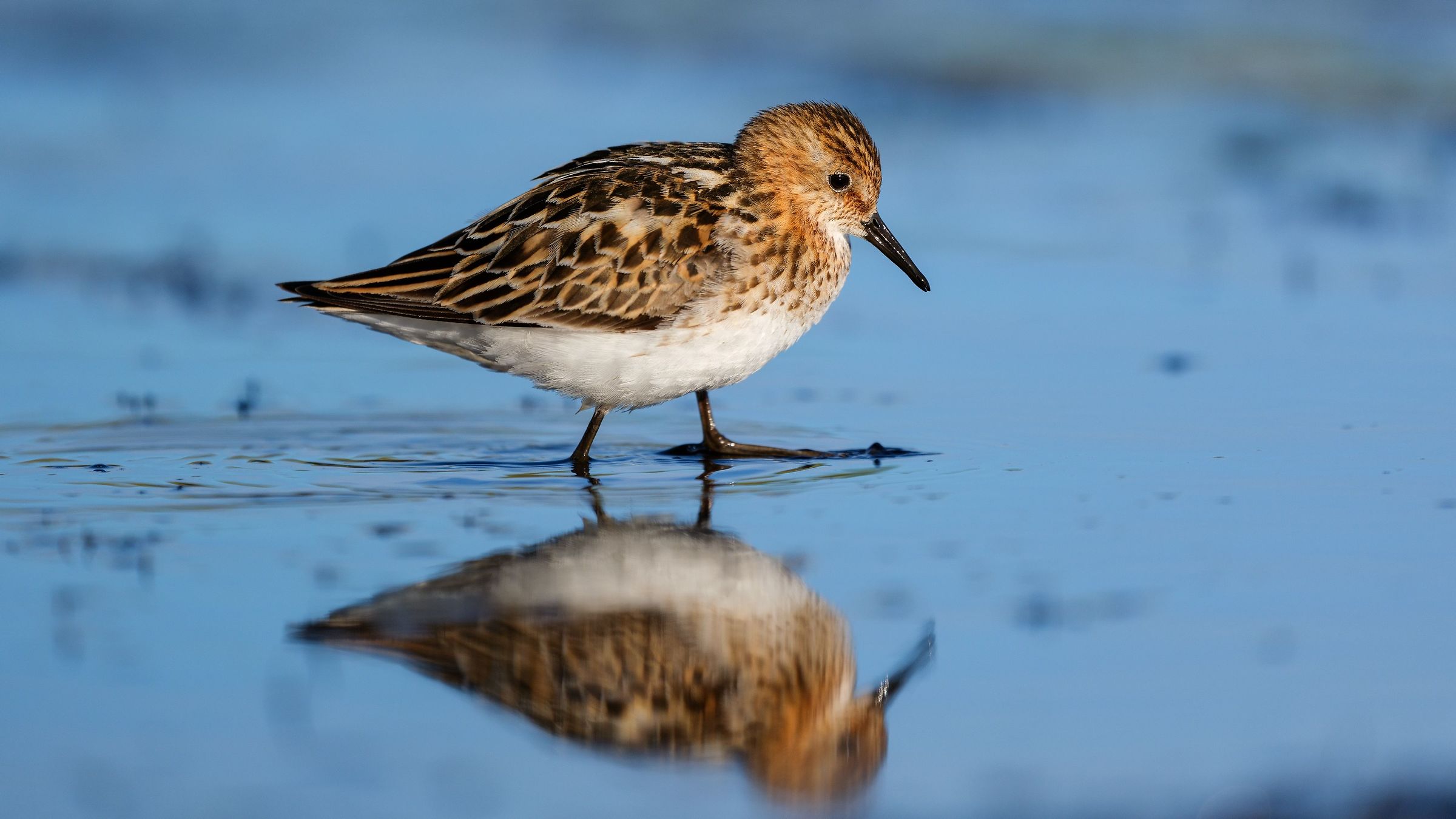 Little Stint