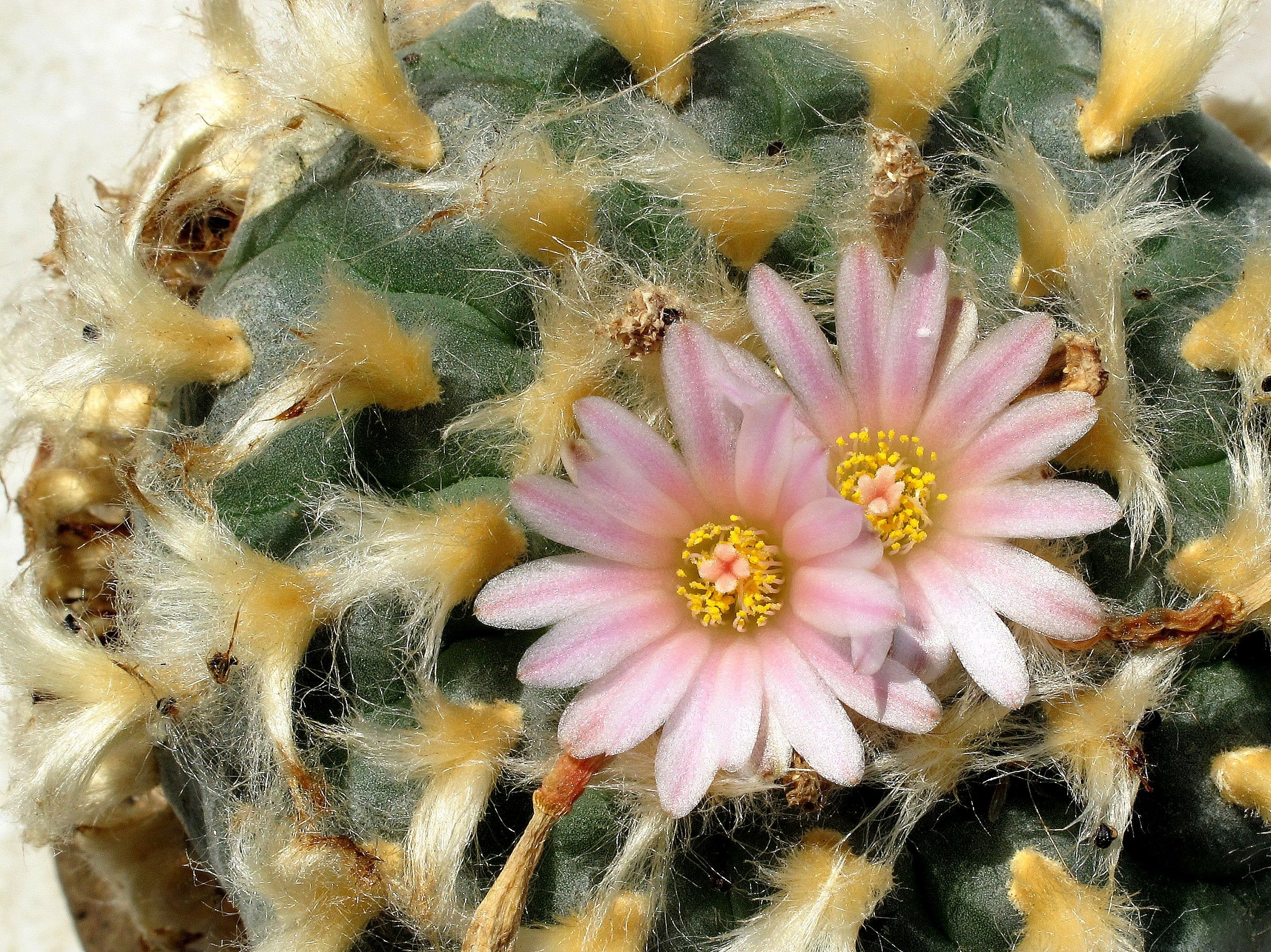 Mescal button (peyotl)