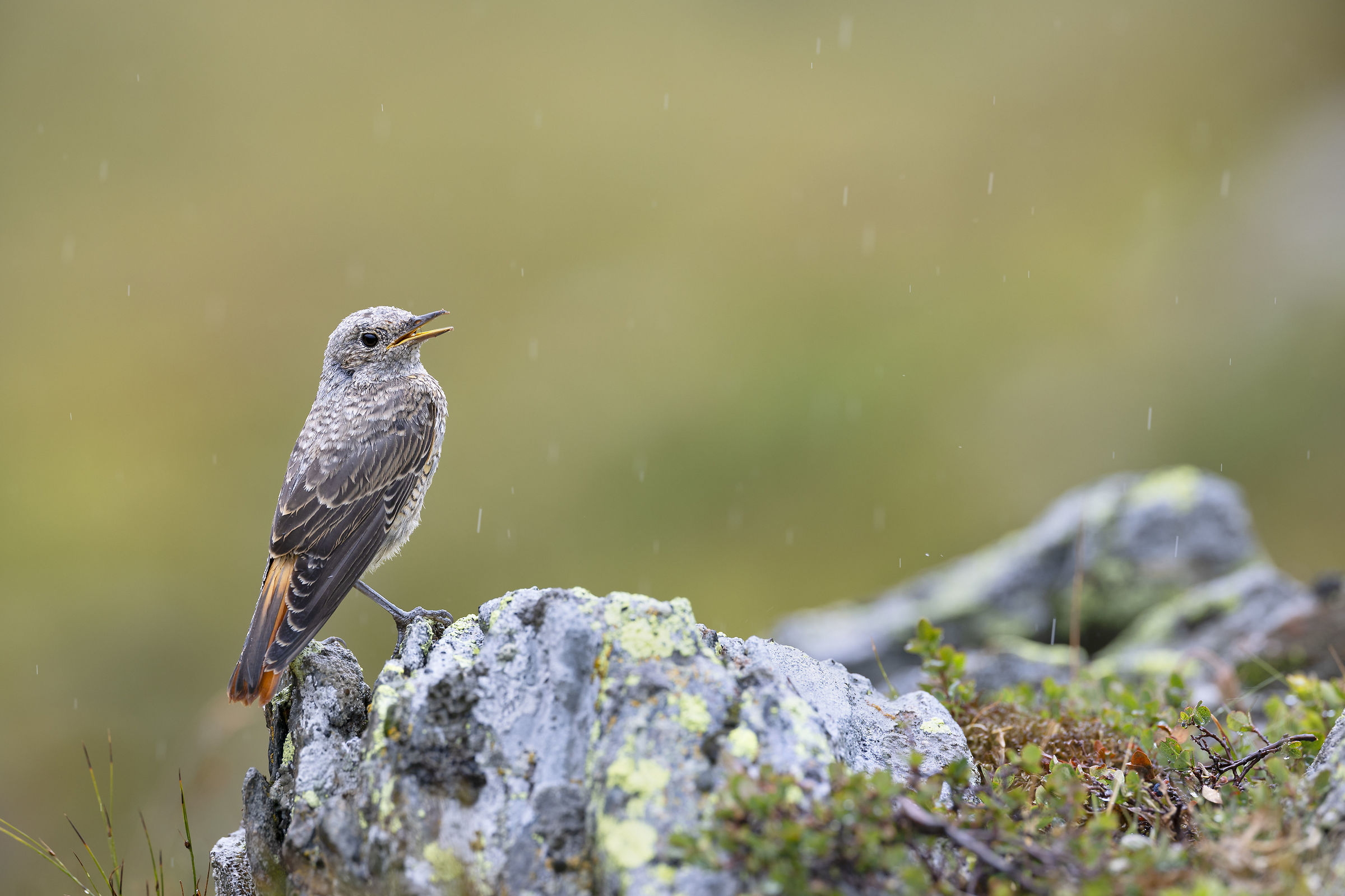 Female rock thrush