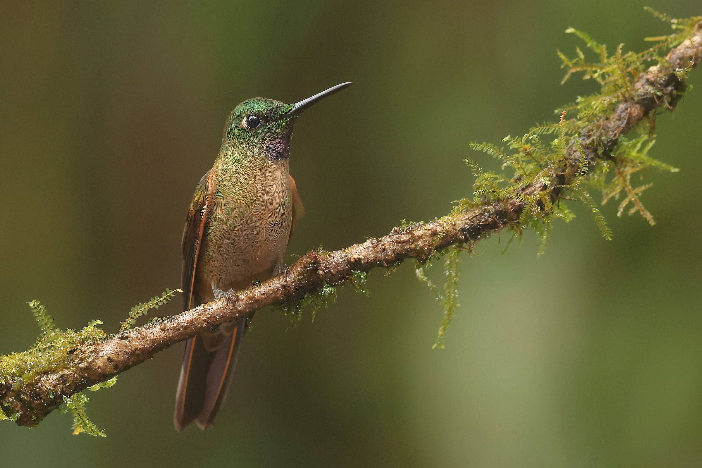 Bright brown-breasted hummingbird