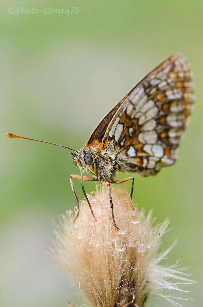 Melitea Wake up to a nice drink!