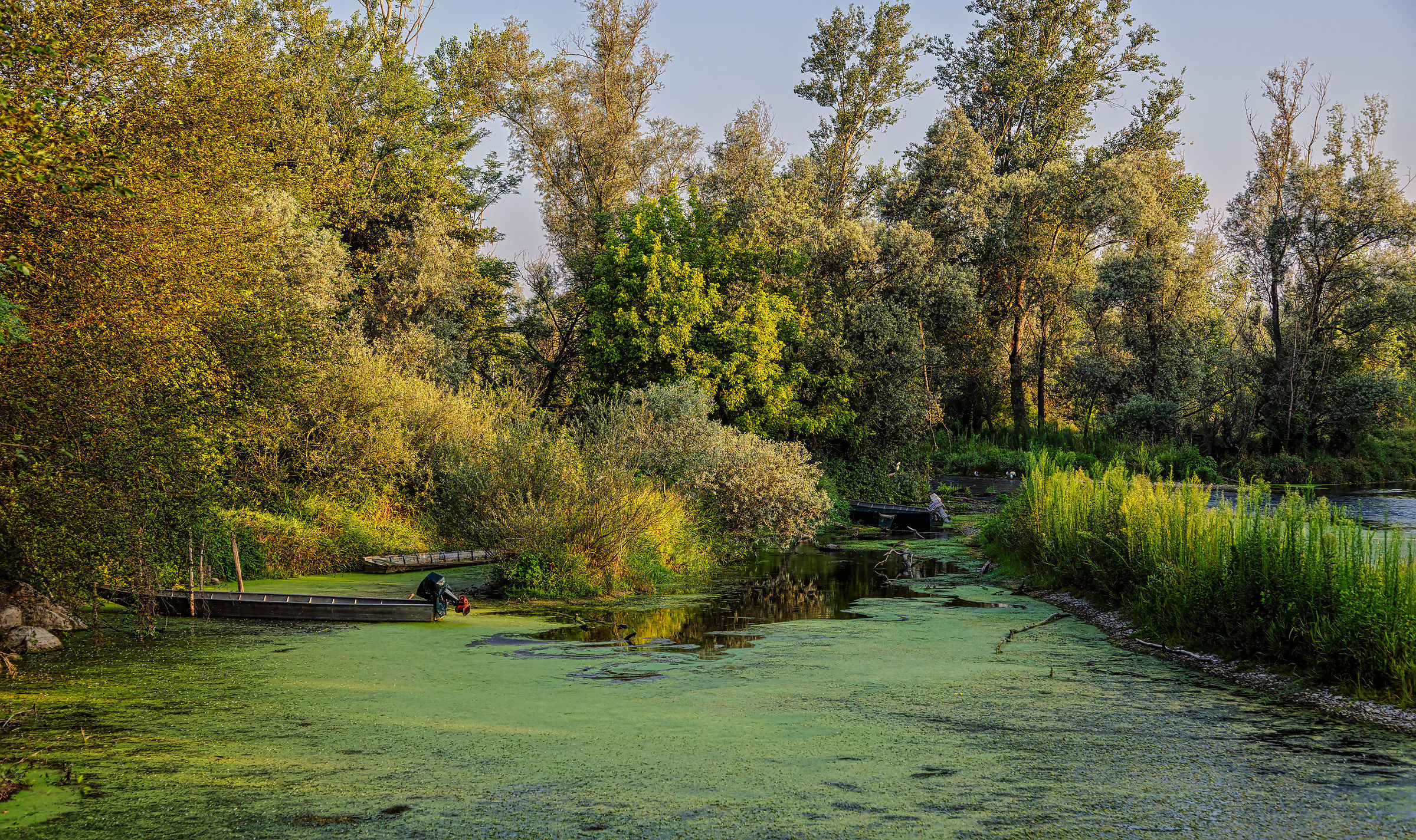 Eutrophication