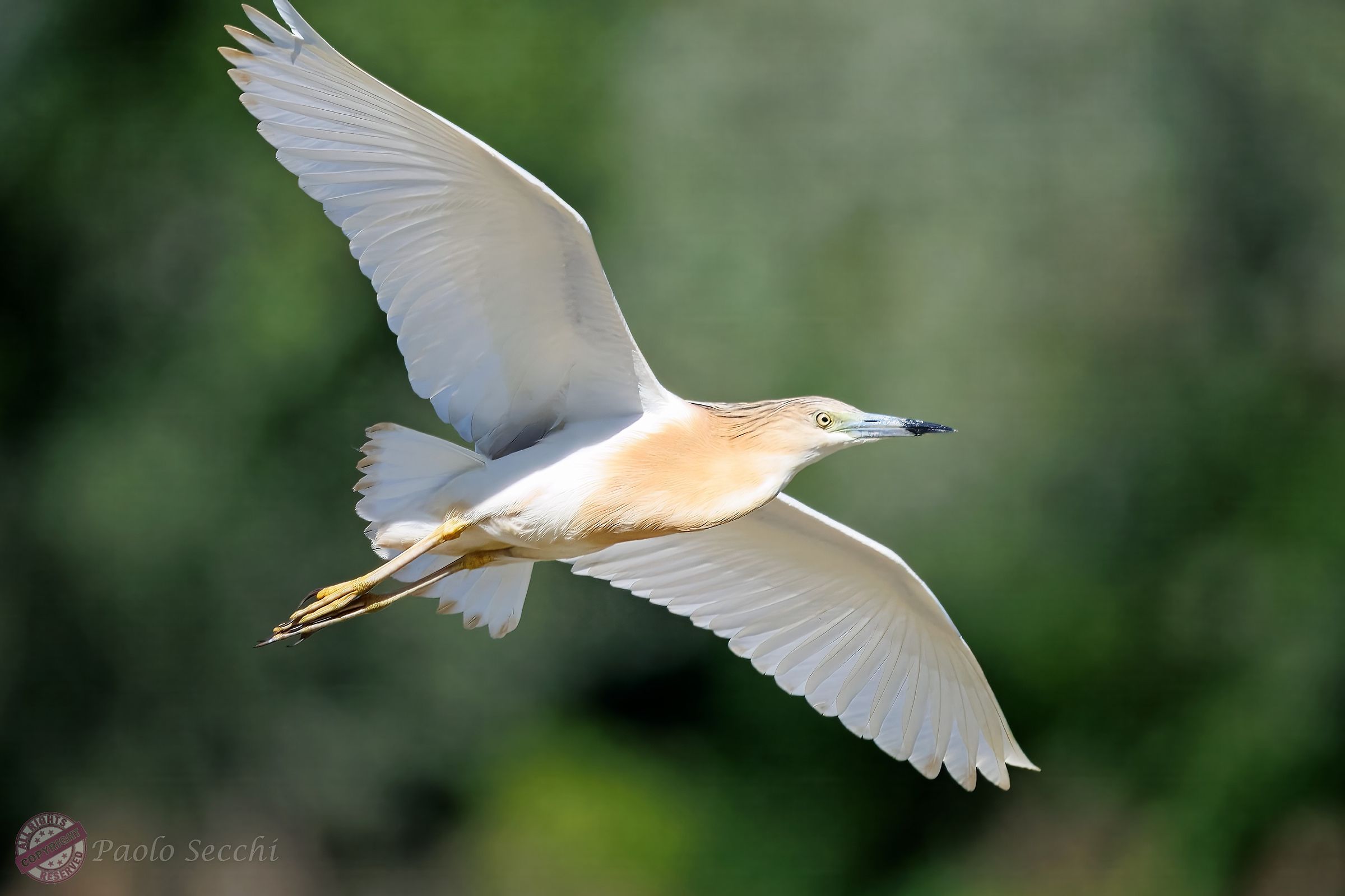 Squacco heron in flight