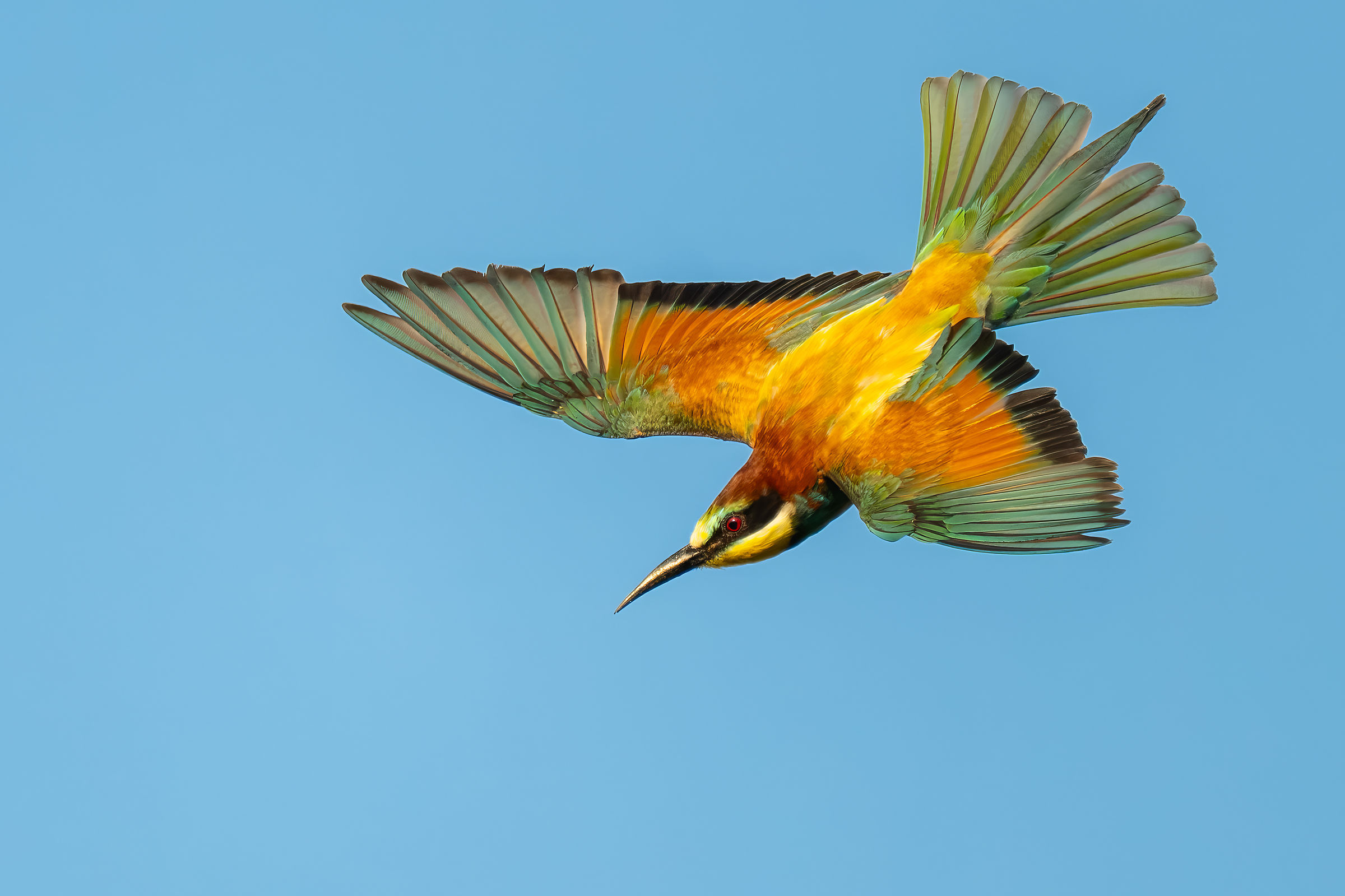 Bee-eater from above