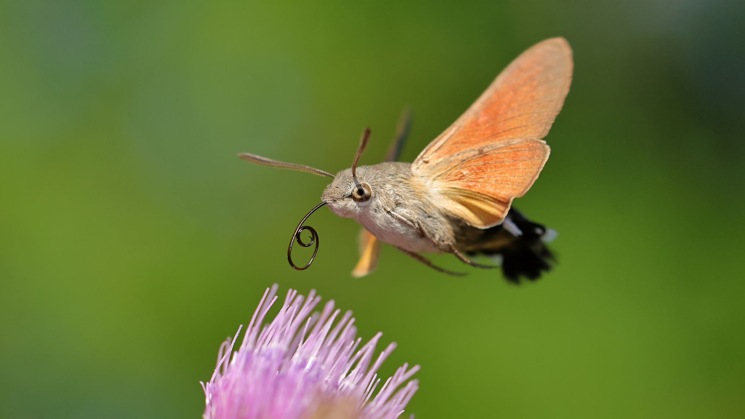 Galium Sphinx