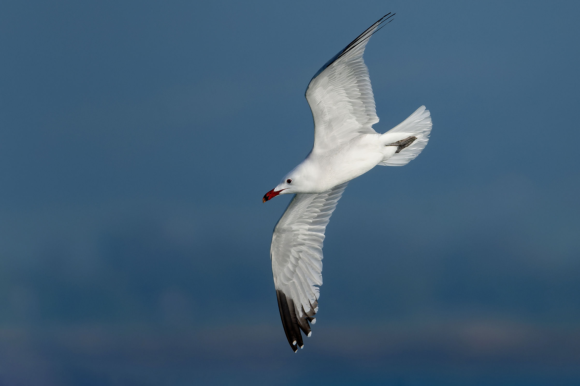 The elegance of the Corsican gull