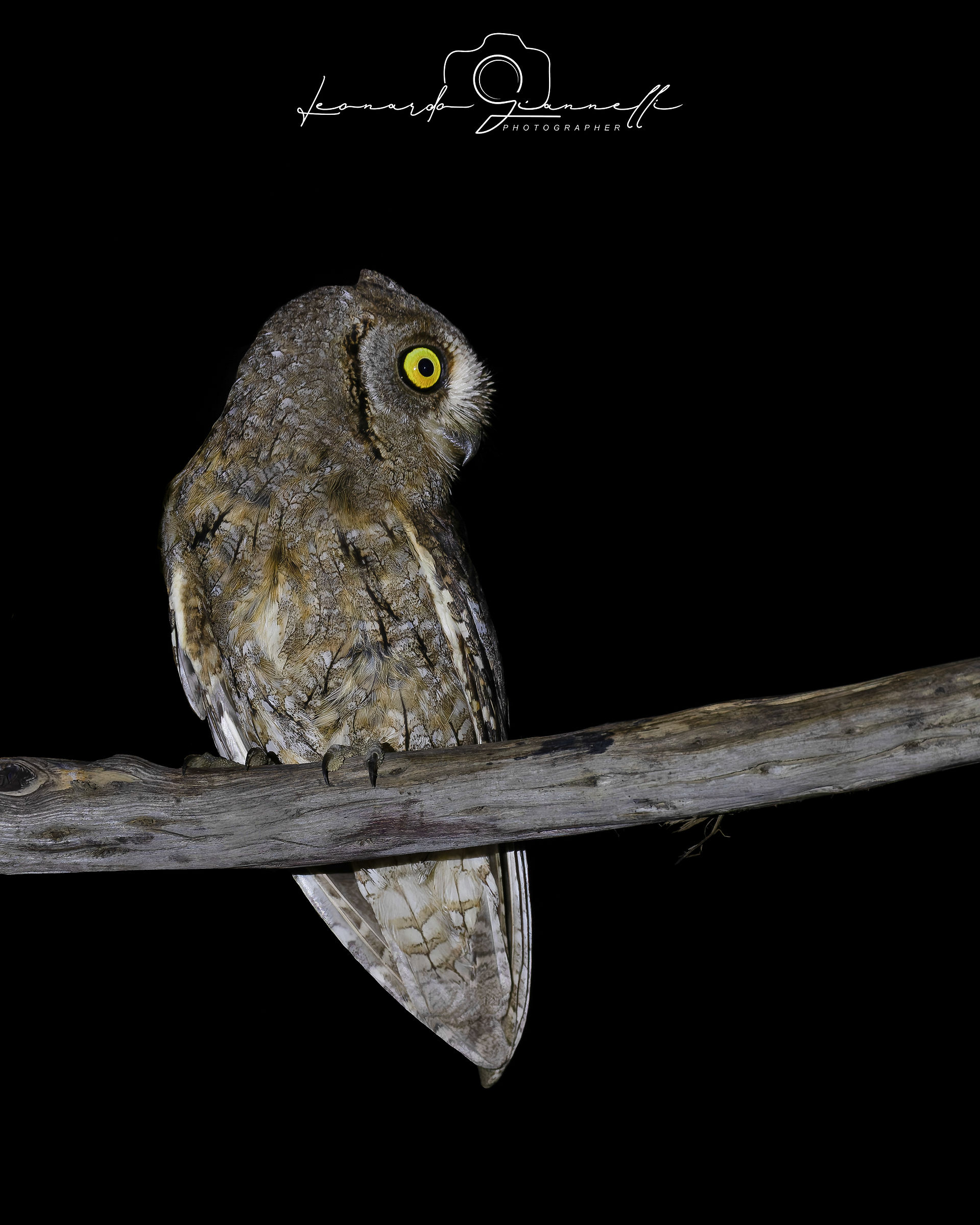 Scops Owl (Otus scops)