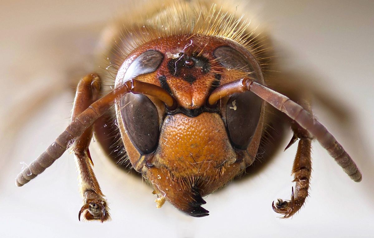 Head of hornet