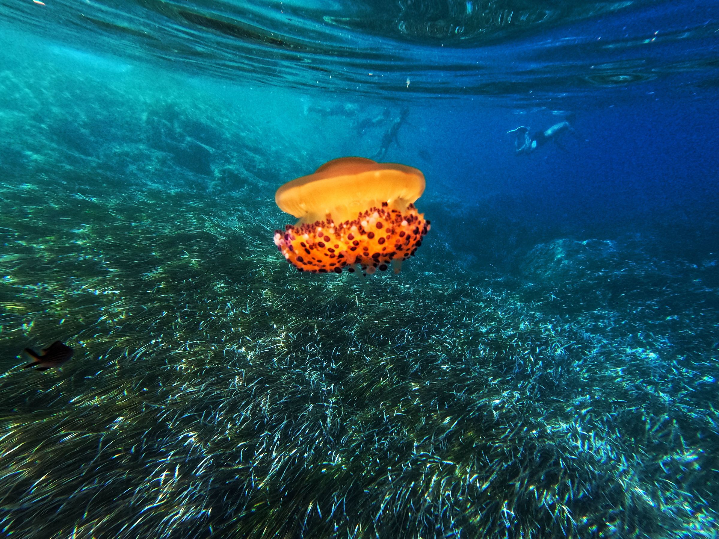 Orange Jellyfish