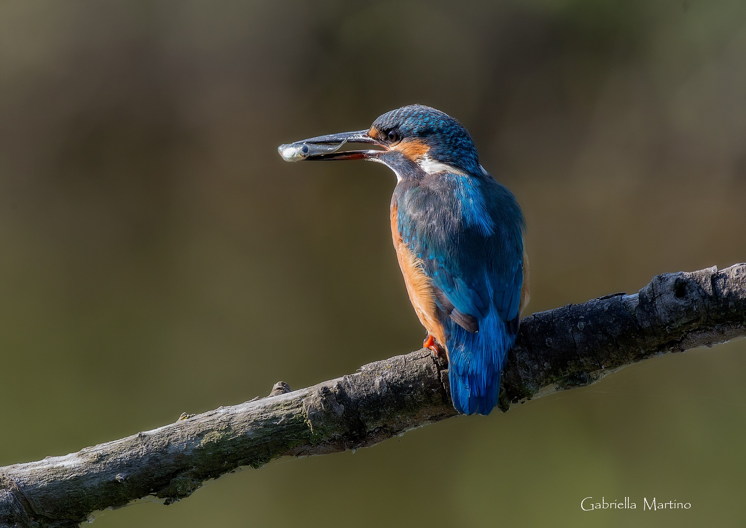 La nostra ragazza Alcedo atthis