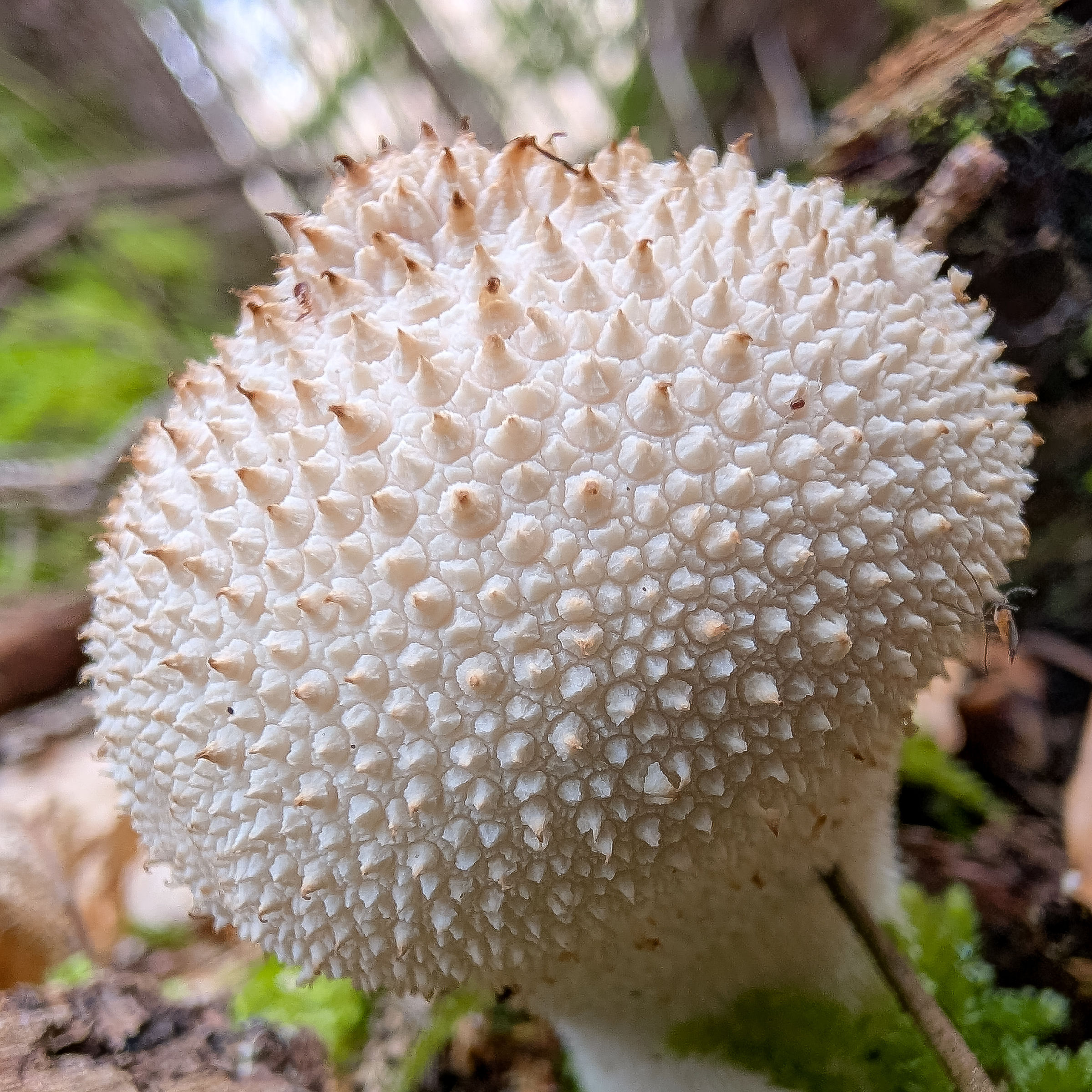 Lycoperdon perlatum