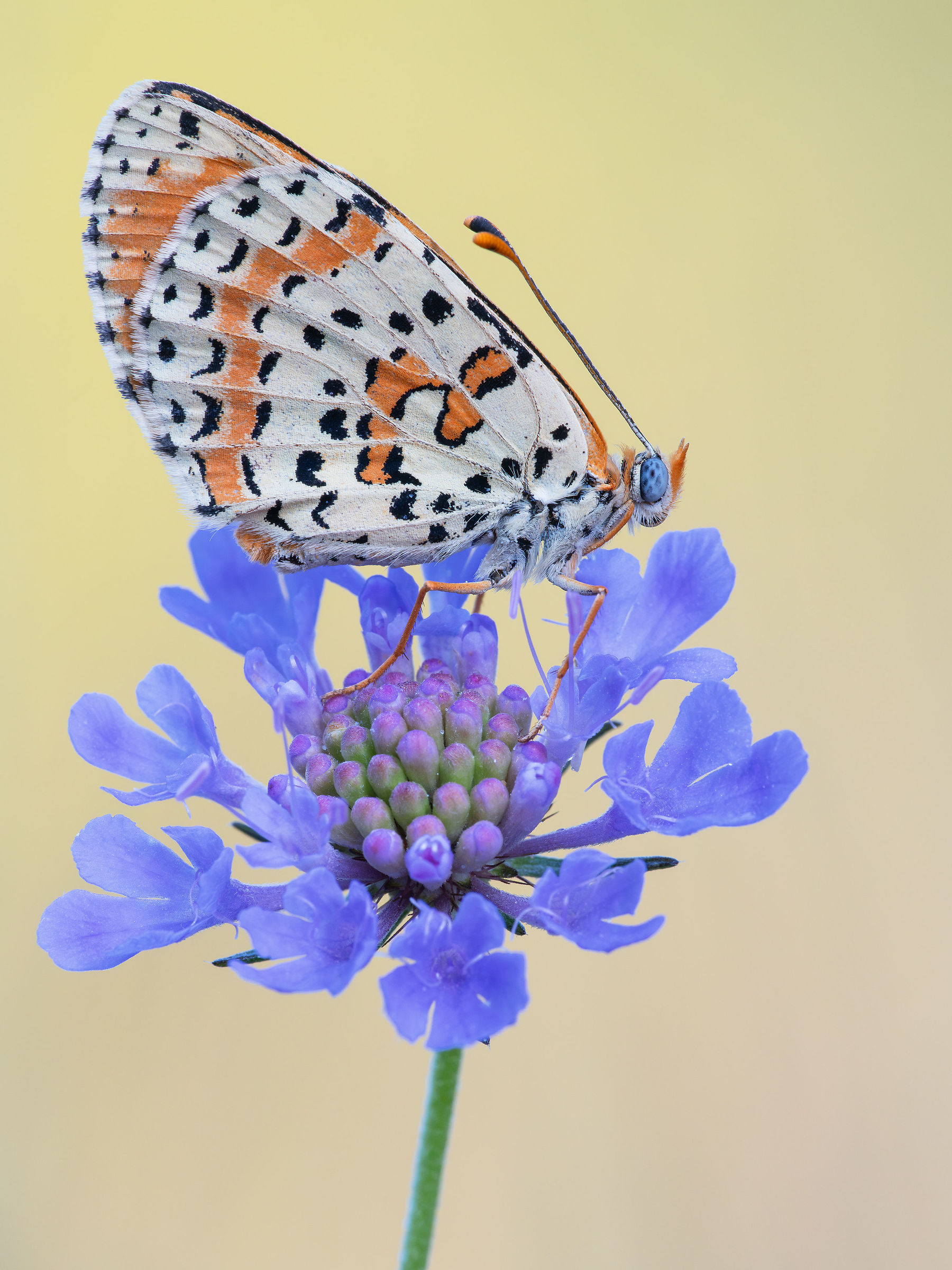 Melitaea didyma