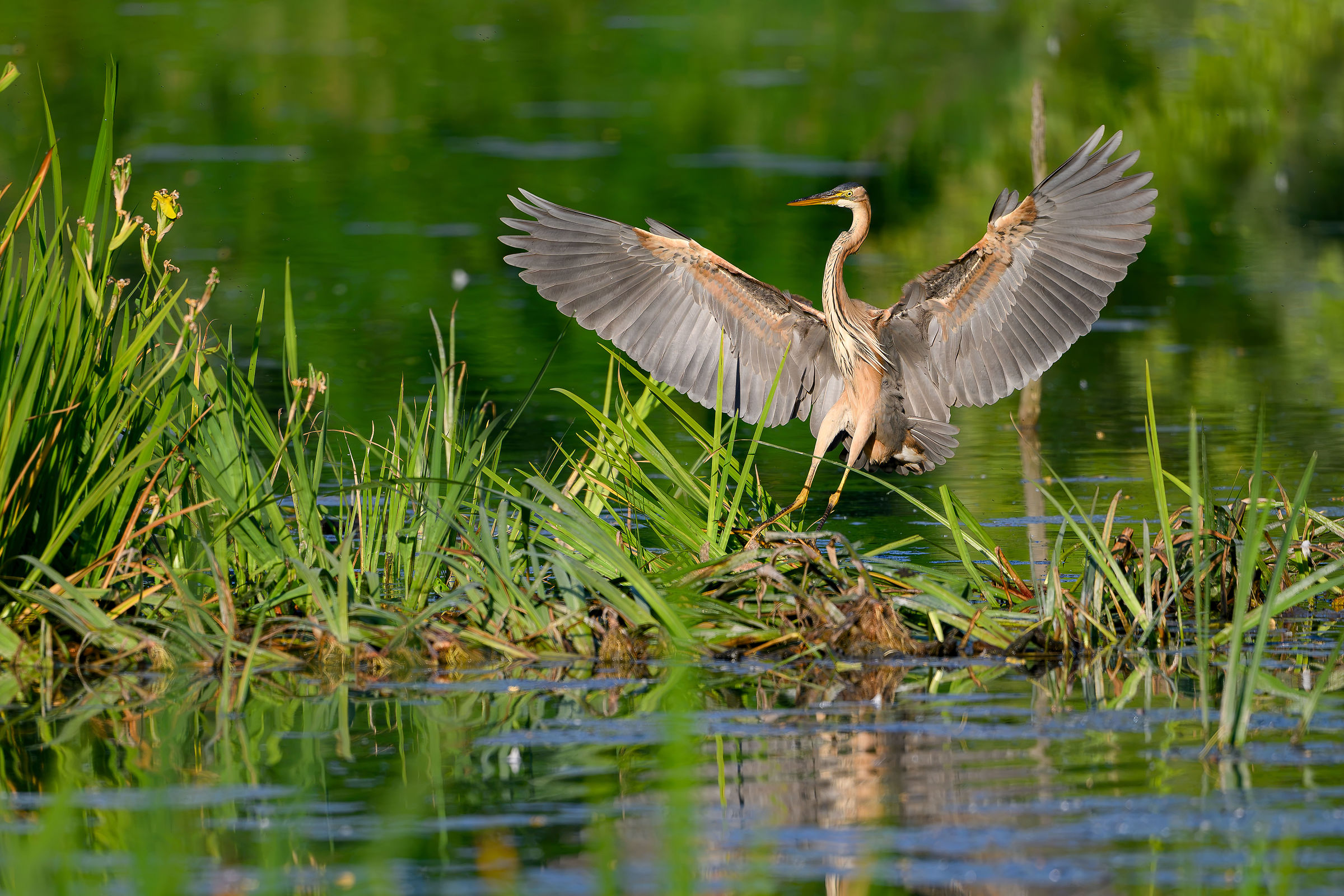 Purple Heron