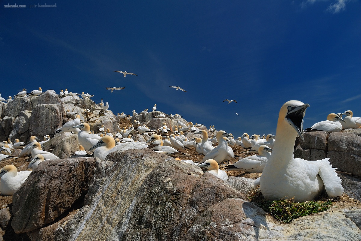 Defensive pose | Nothern Gannet