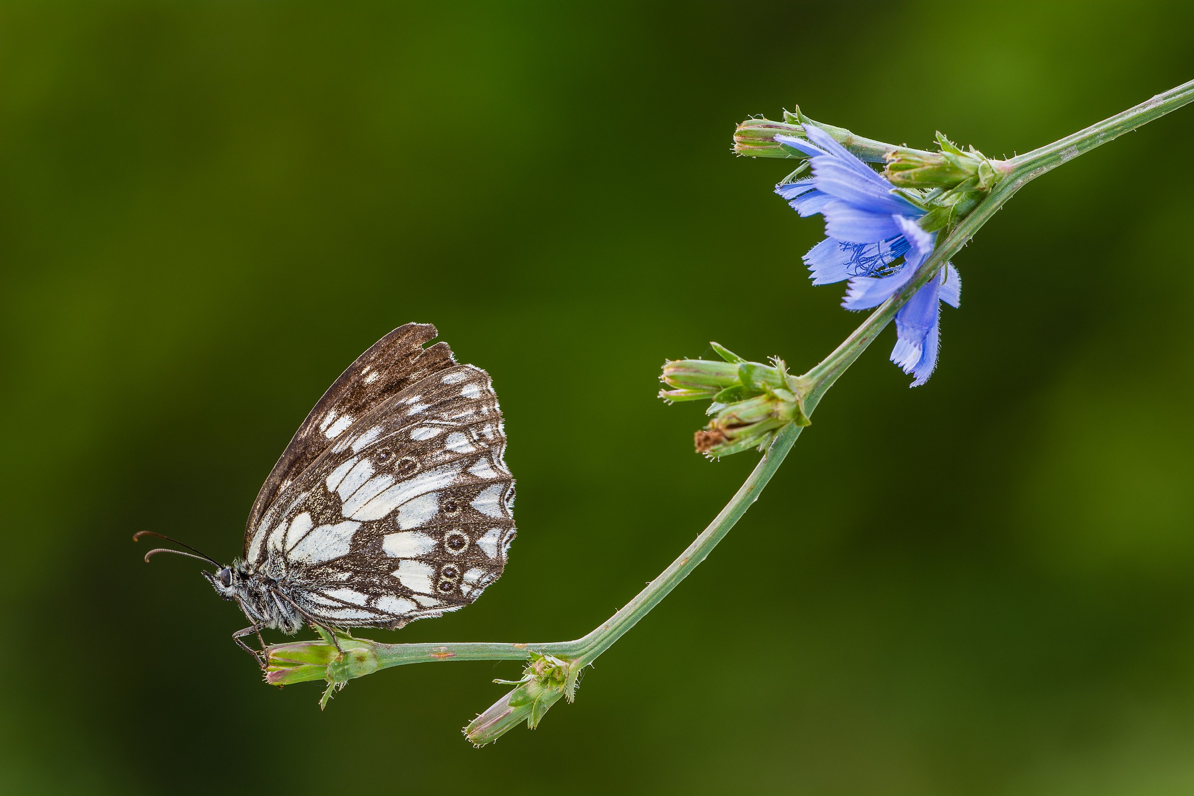 Sotto i caldi raggi del... fiore