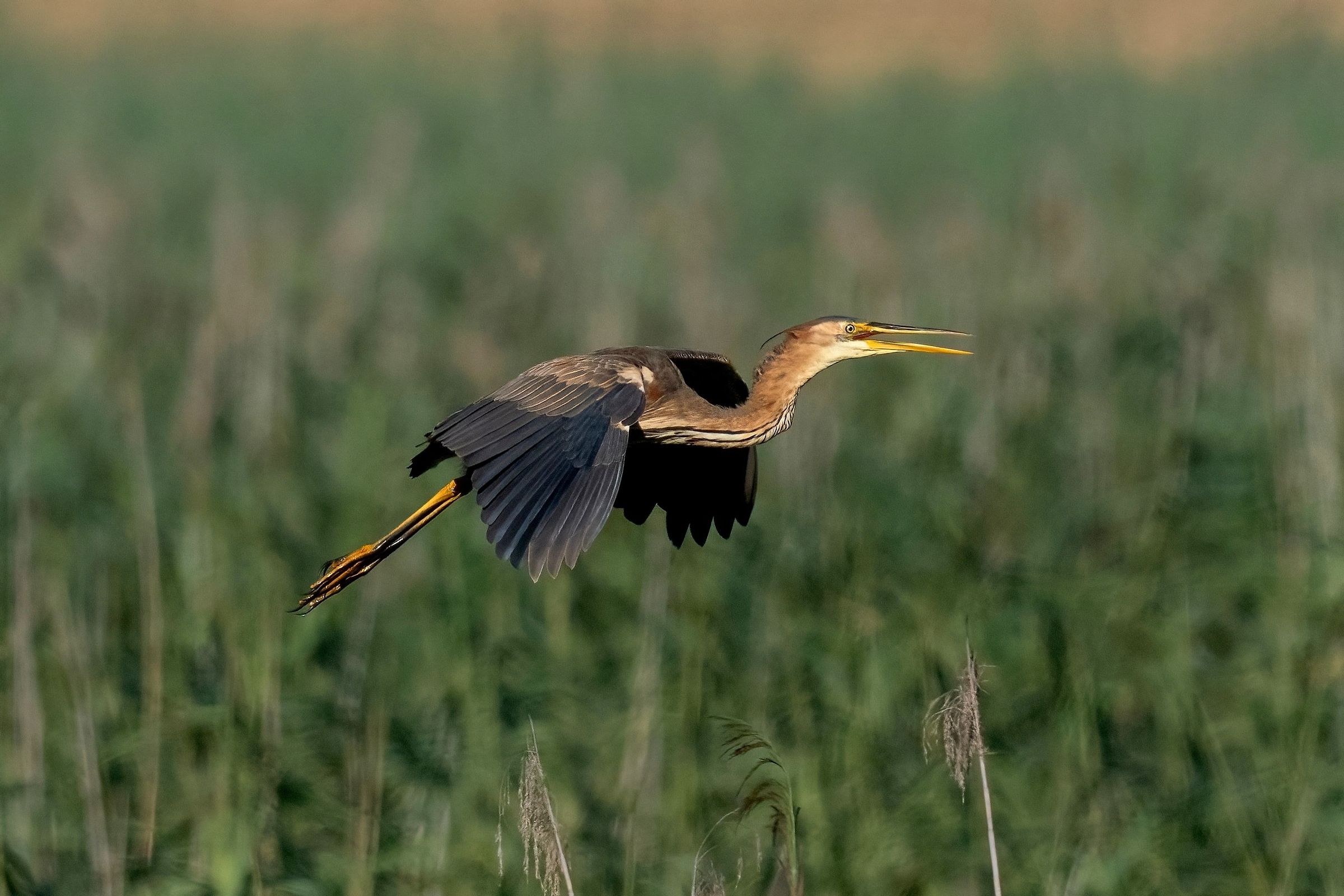 Purple heron (Ardea purpurea)