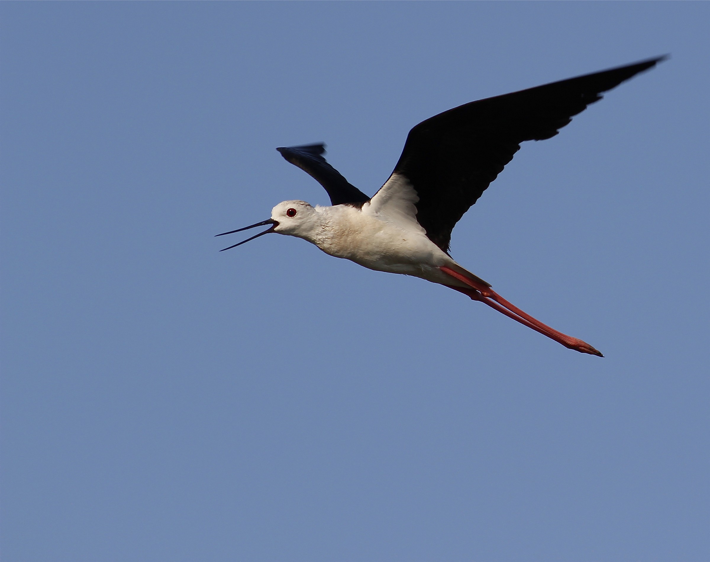 cavaliere d'italia arrabbiato