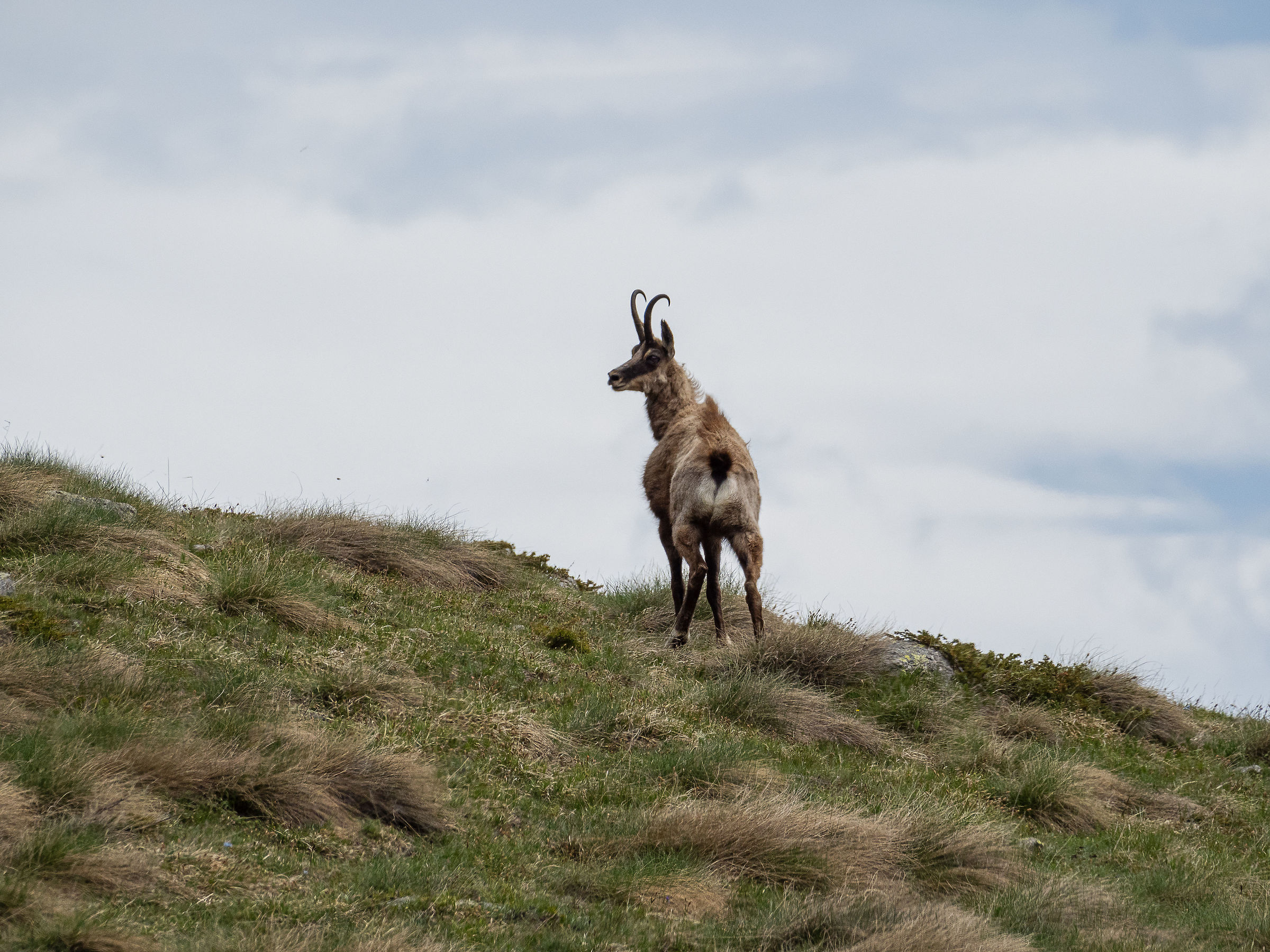 Ibex