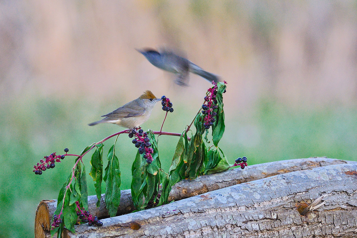 Faster than light ...