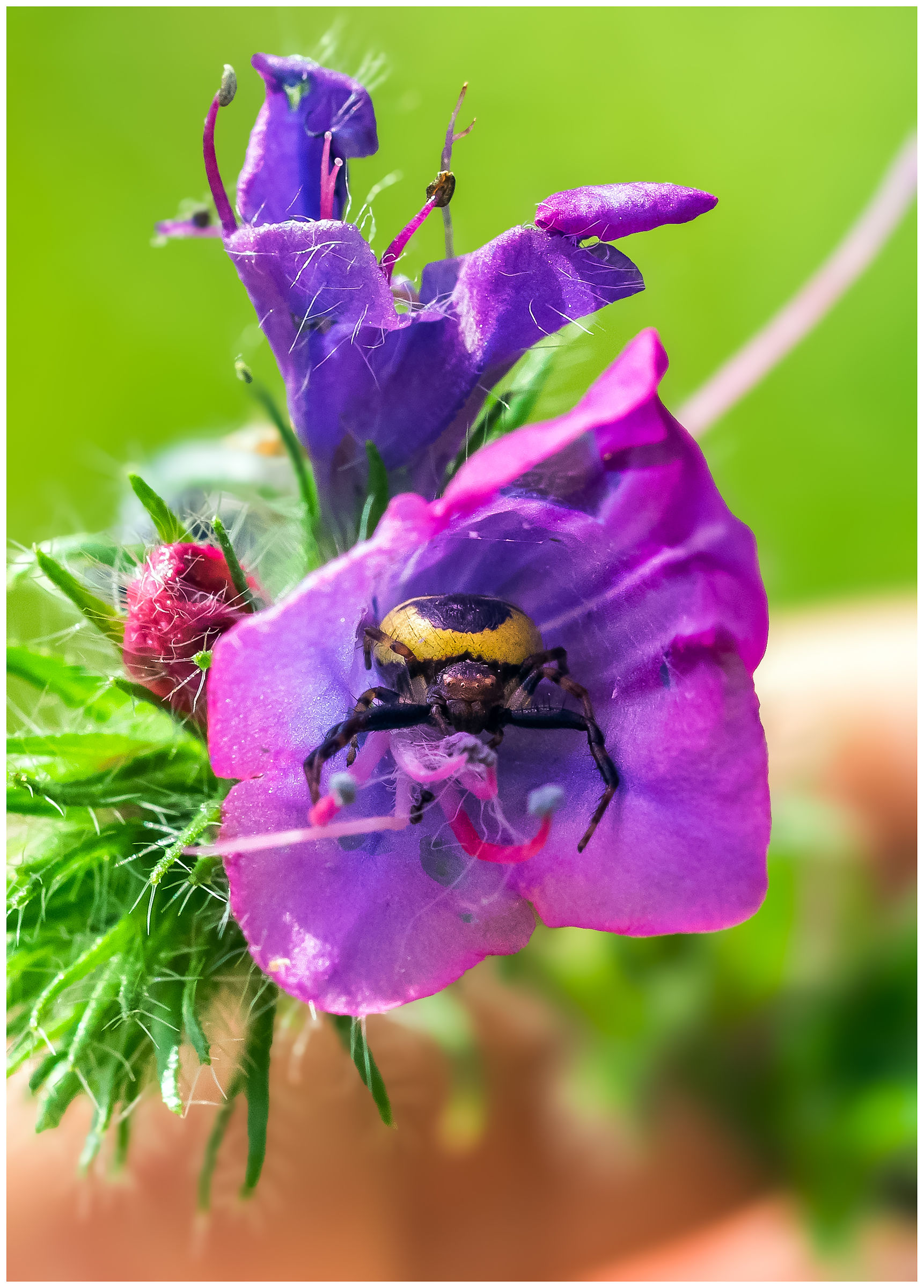 Napoleon Spider...