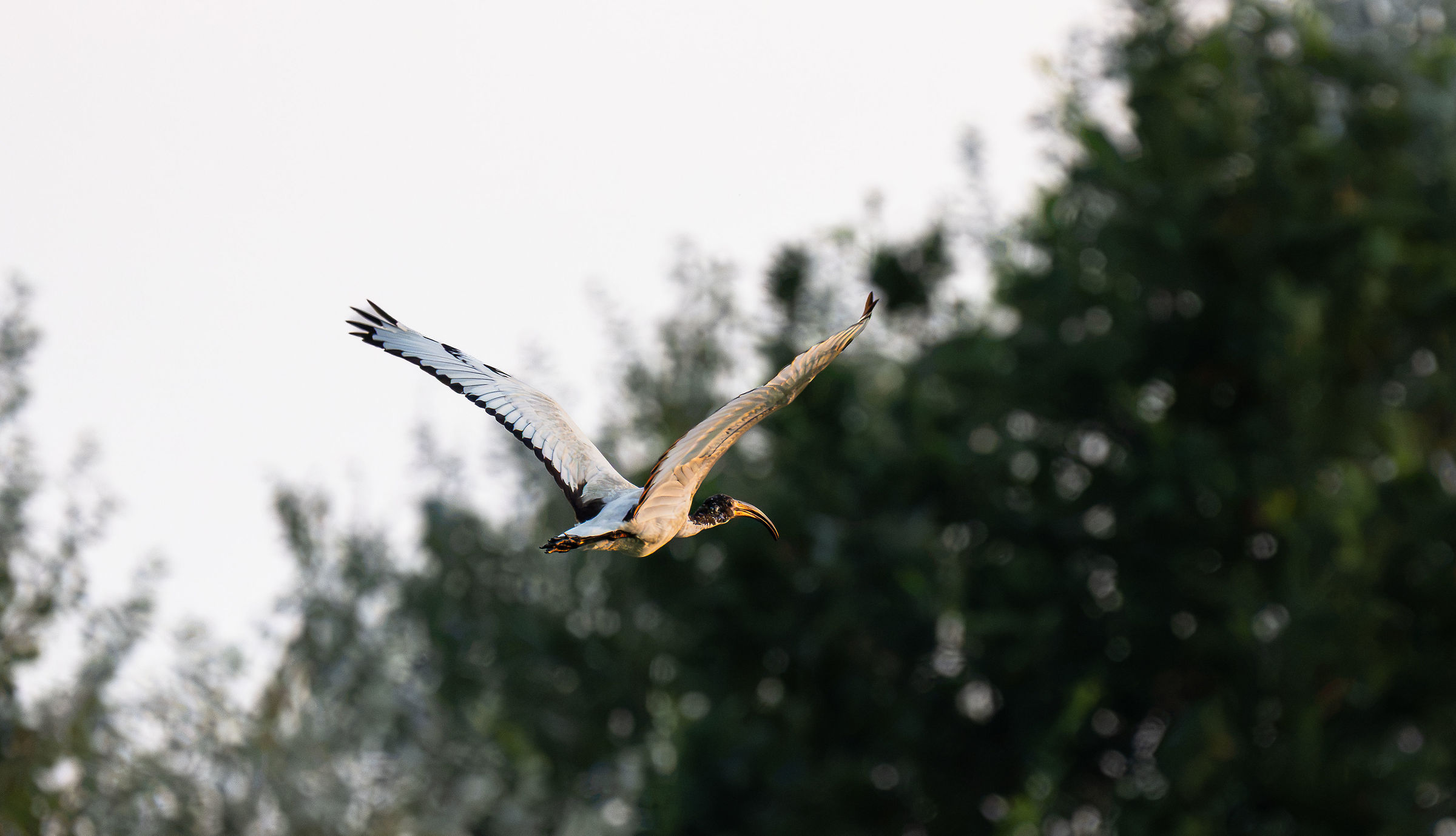Ibis sacro