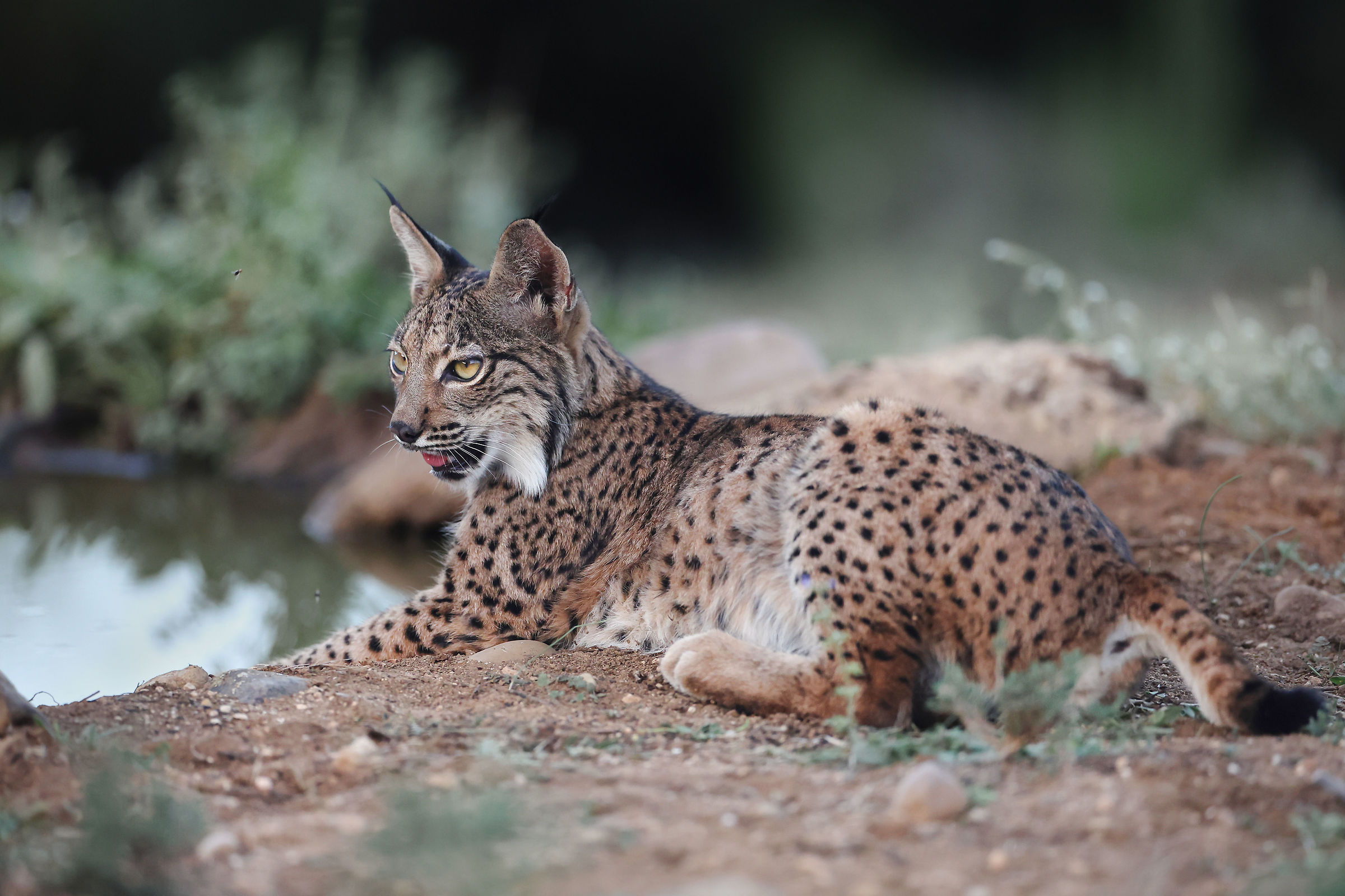 Young Lynx