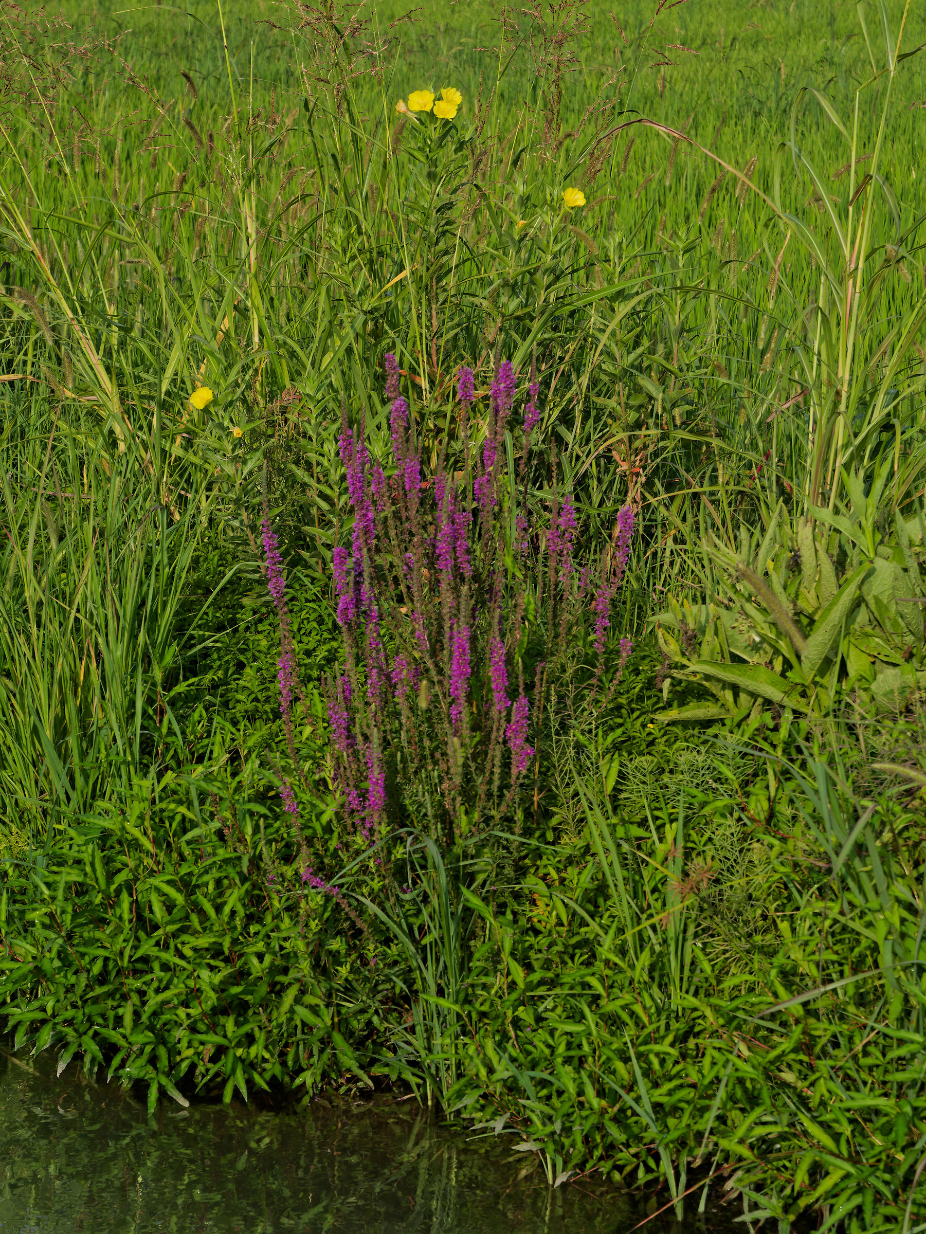 Ditch flowers