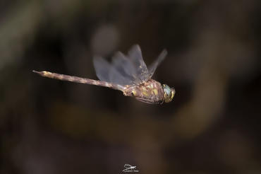 Anisoptera