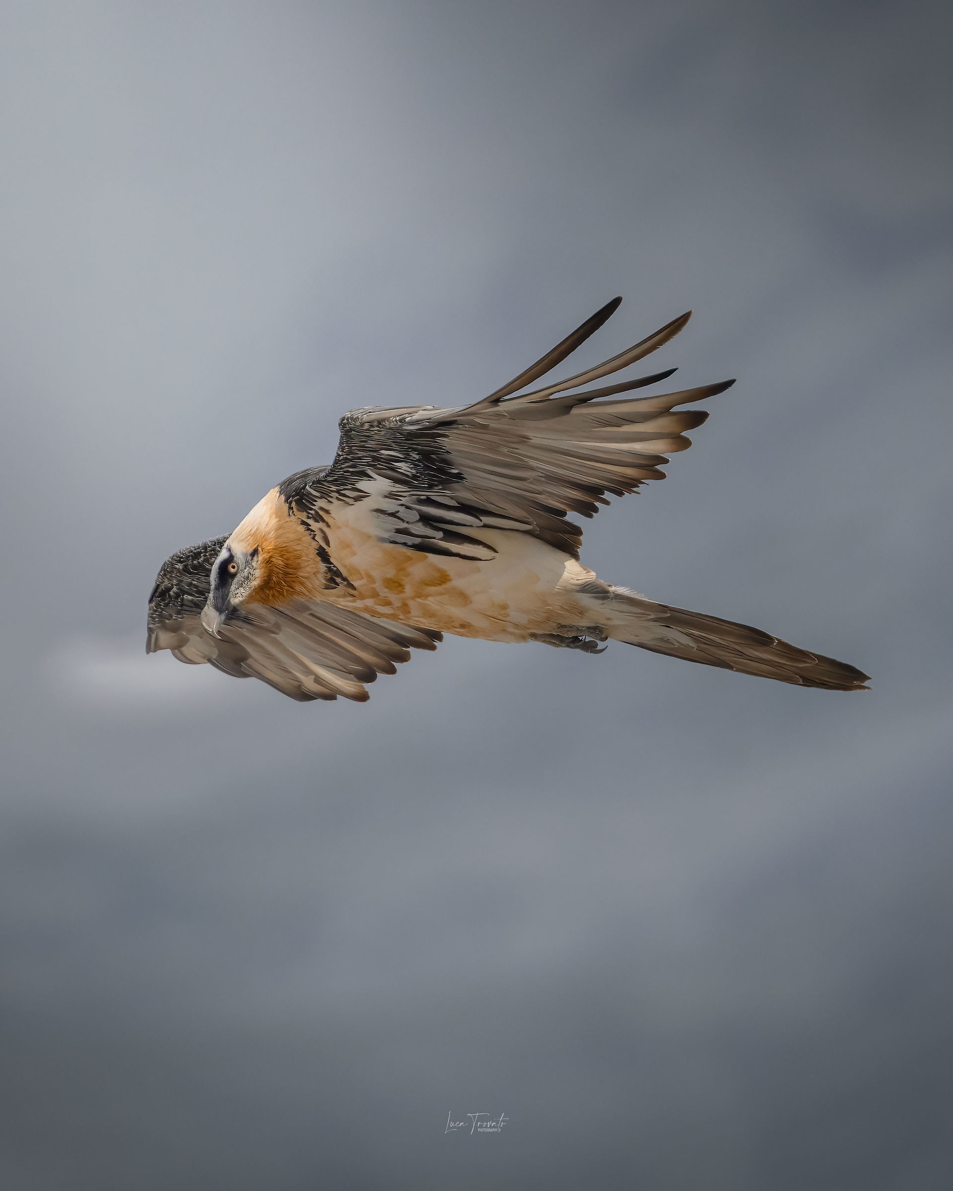 Gipeto. La maestosità di un volo.