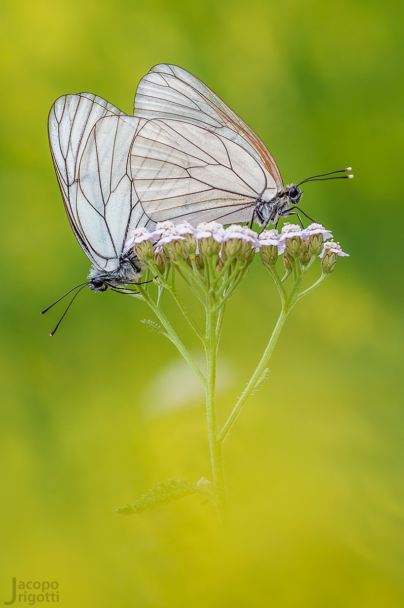 Accoppiamento Aporia Crataegi