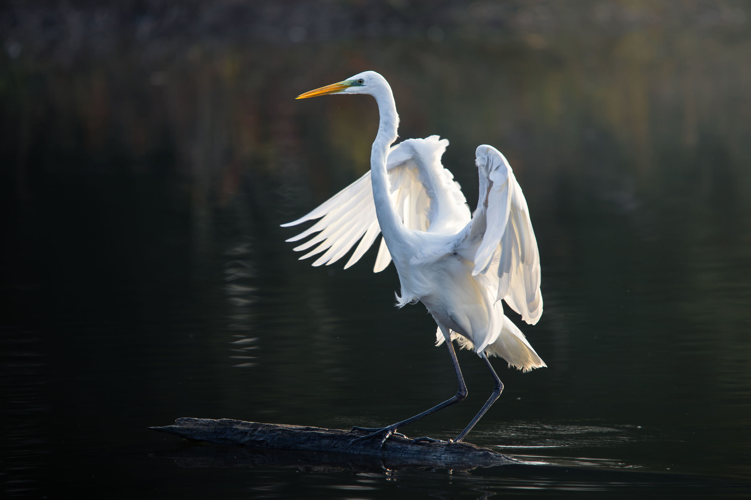Heron