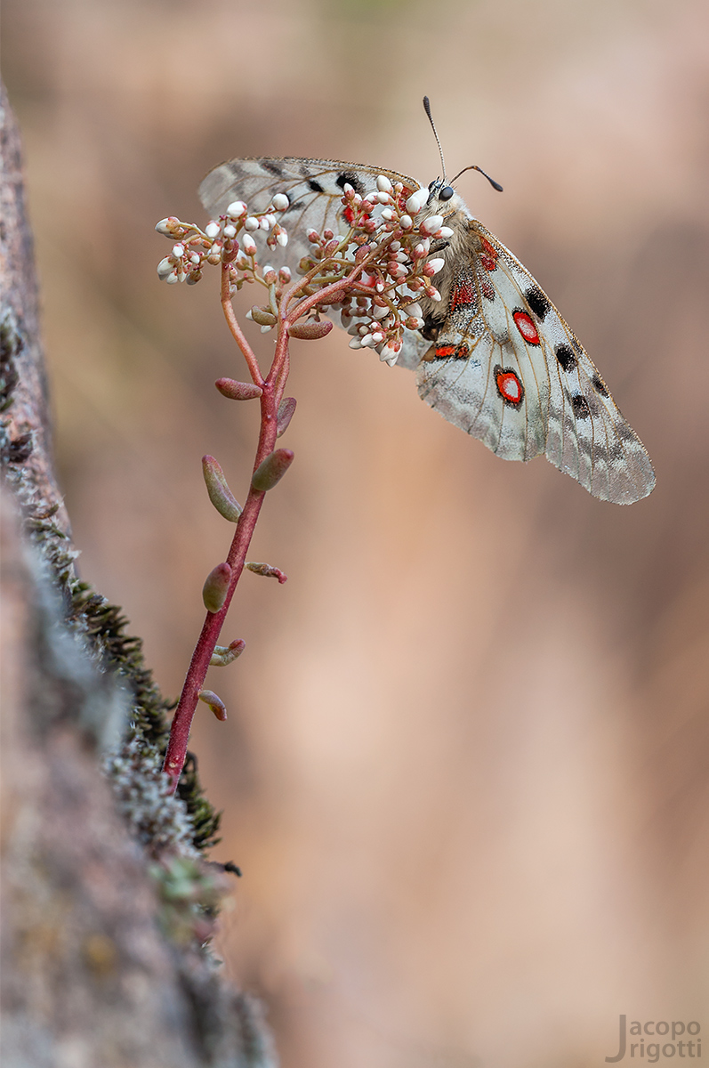 Parnassius Apollo - Regina delle Alpi