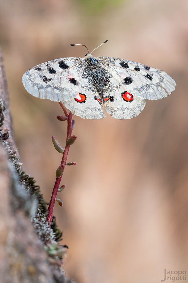 Parnassius Apollo - Regina delle Alpi