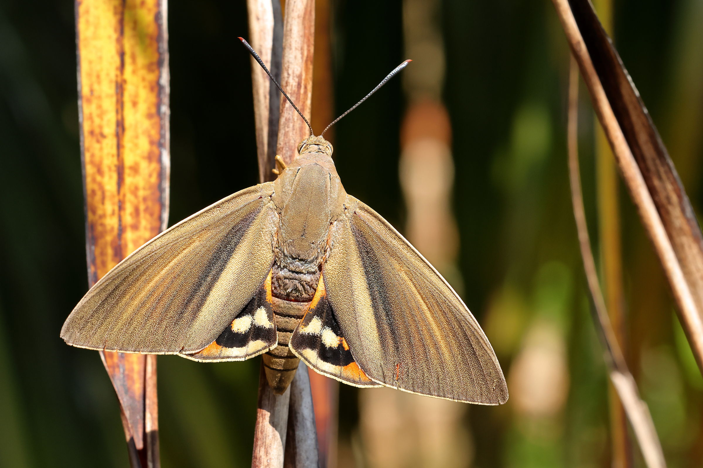 Palm Tree Butterfly